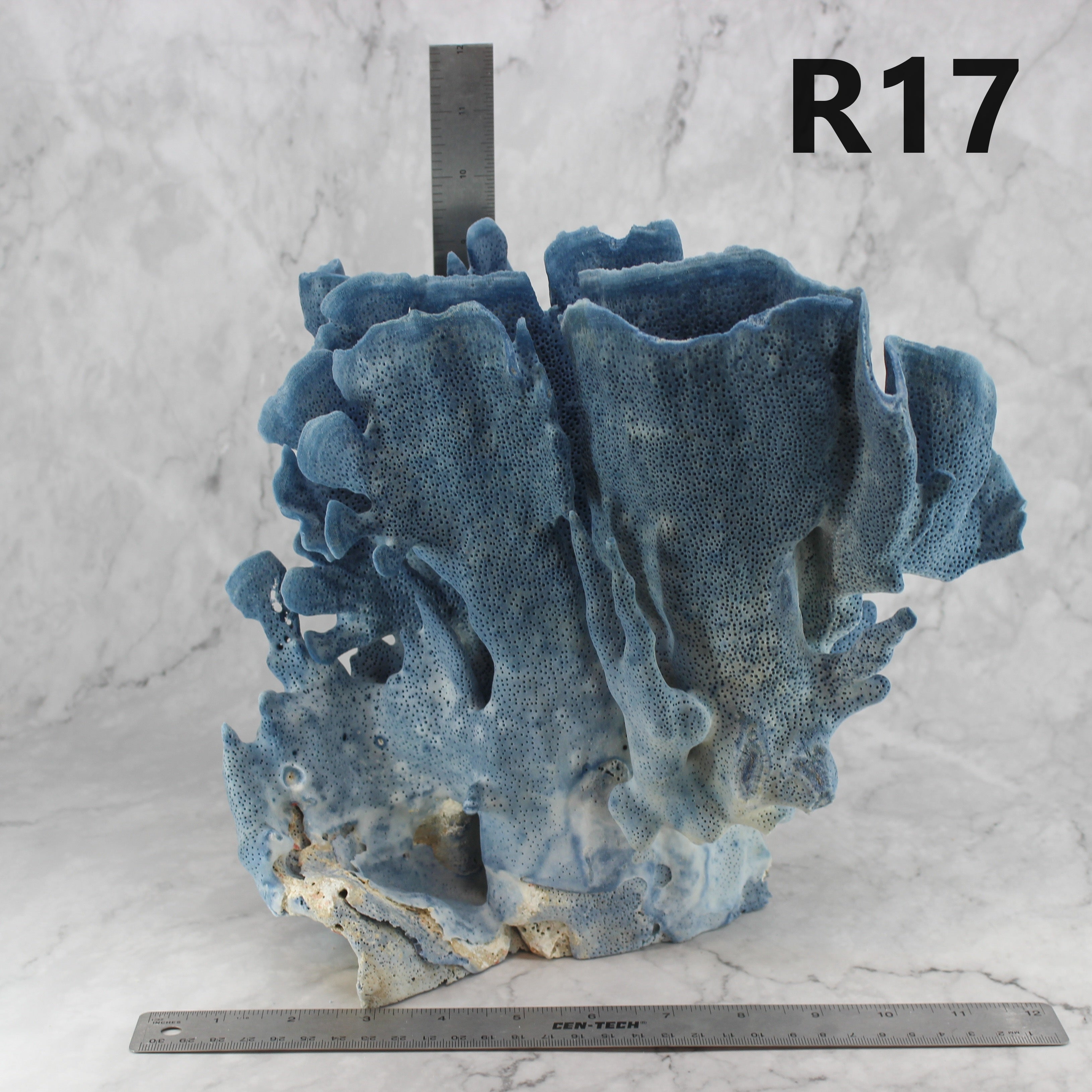Blue Coral 12-14"