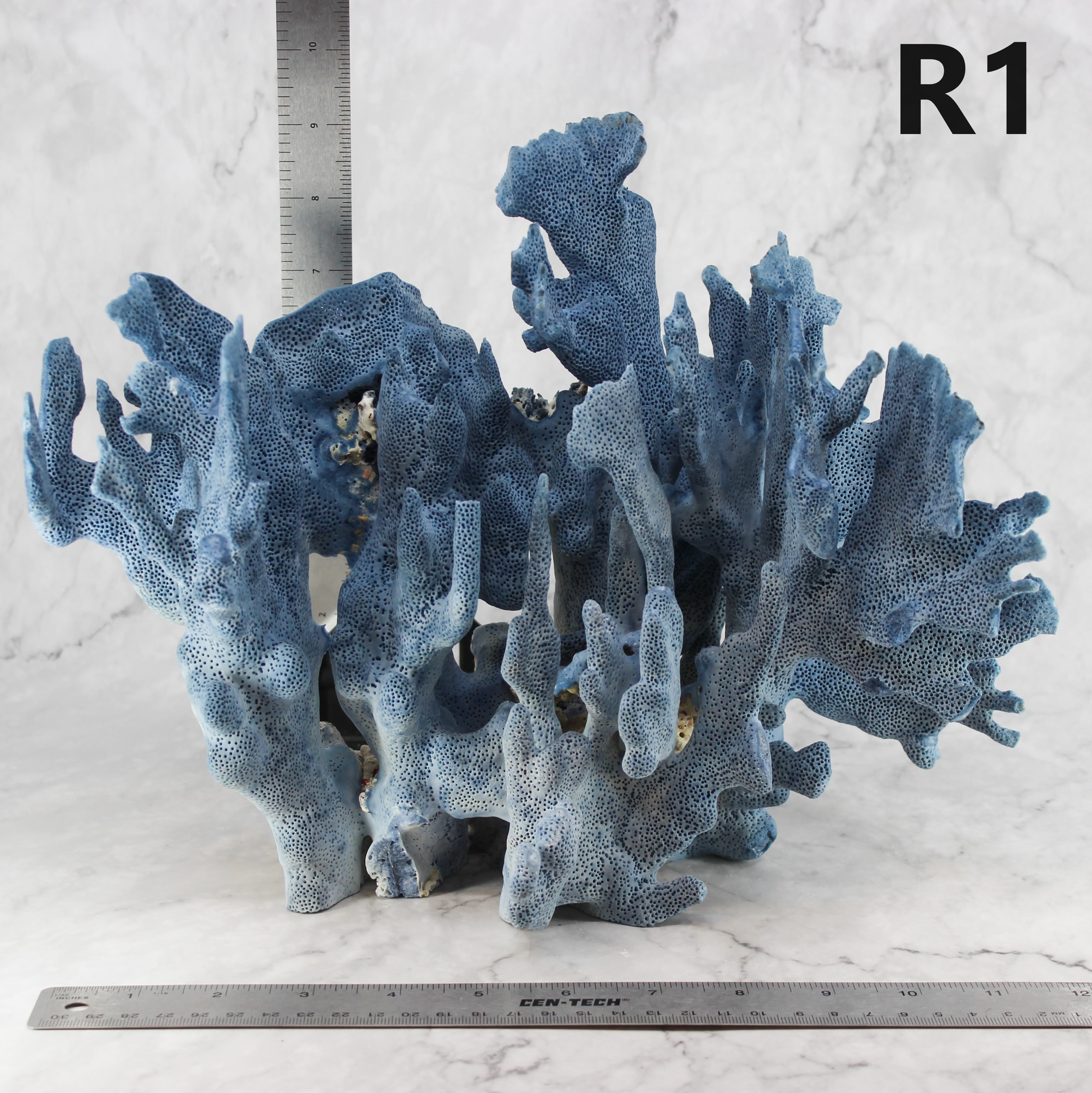 Blue Coral 12-14"