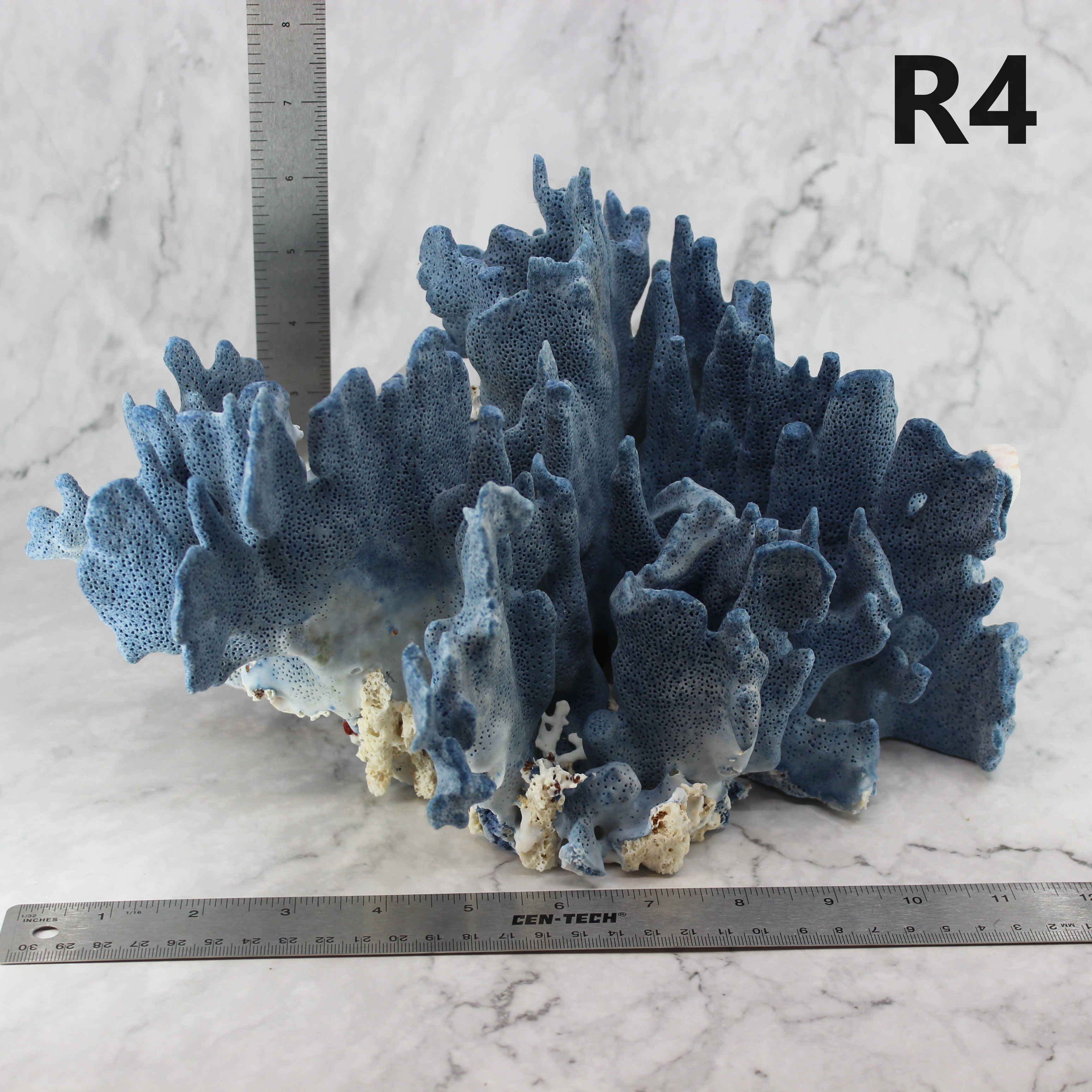 Blue Coral 12-14"