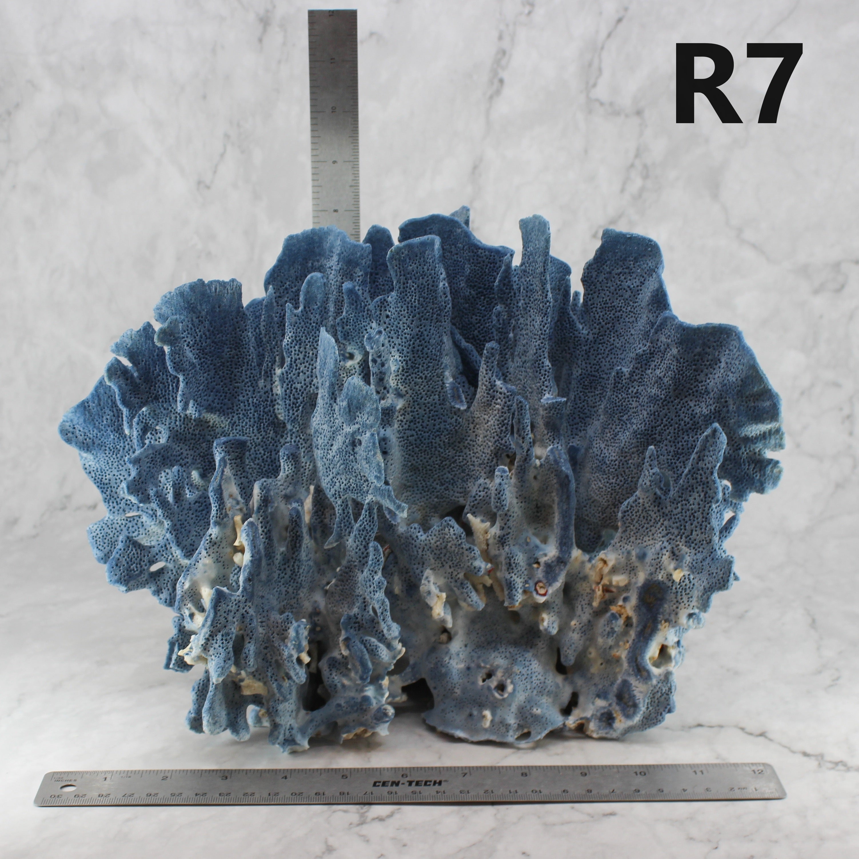Blue Coral 12-14"