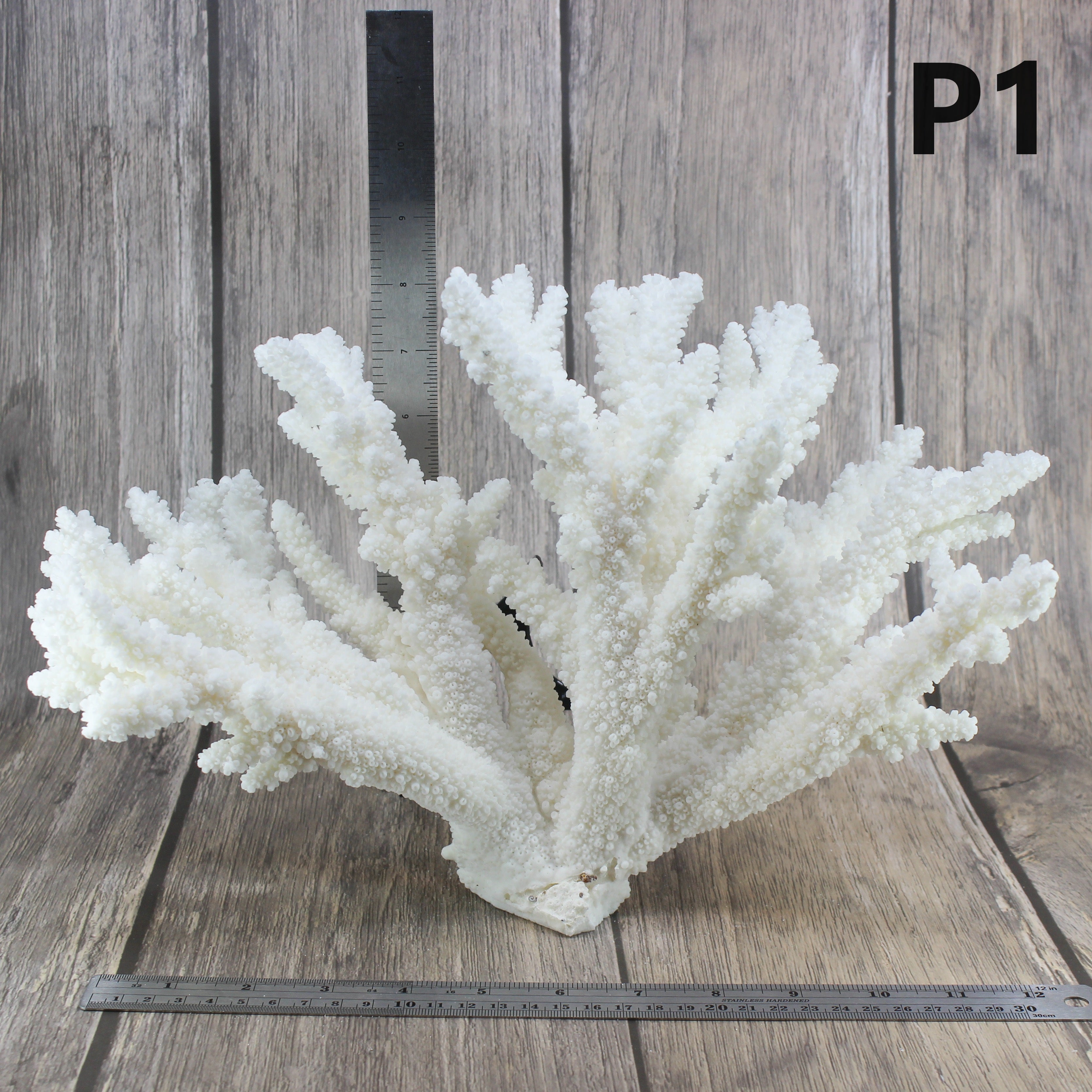 Branch Coral 12-15"