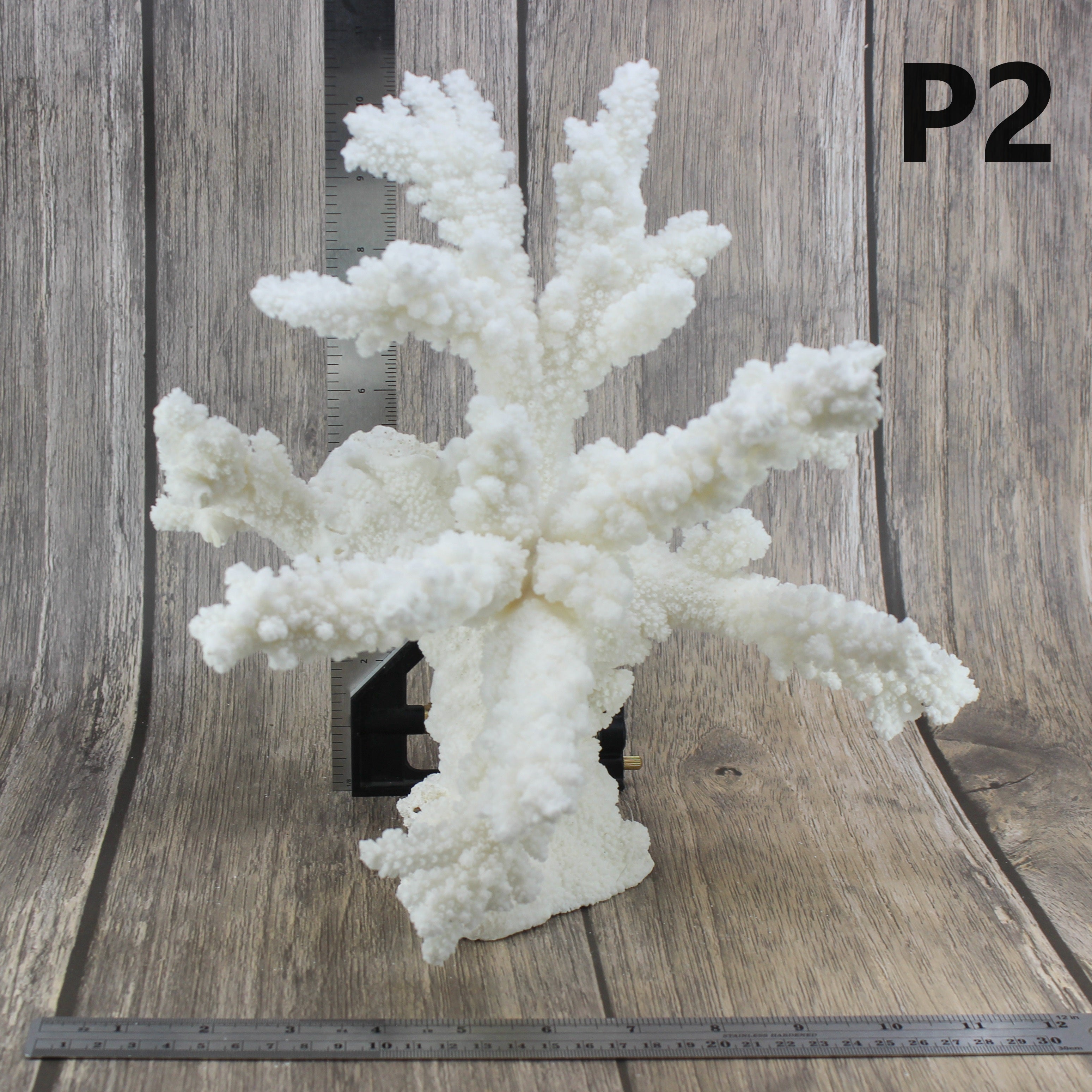 Branch Coral 12-15"