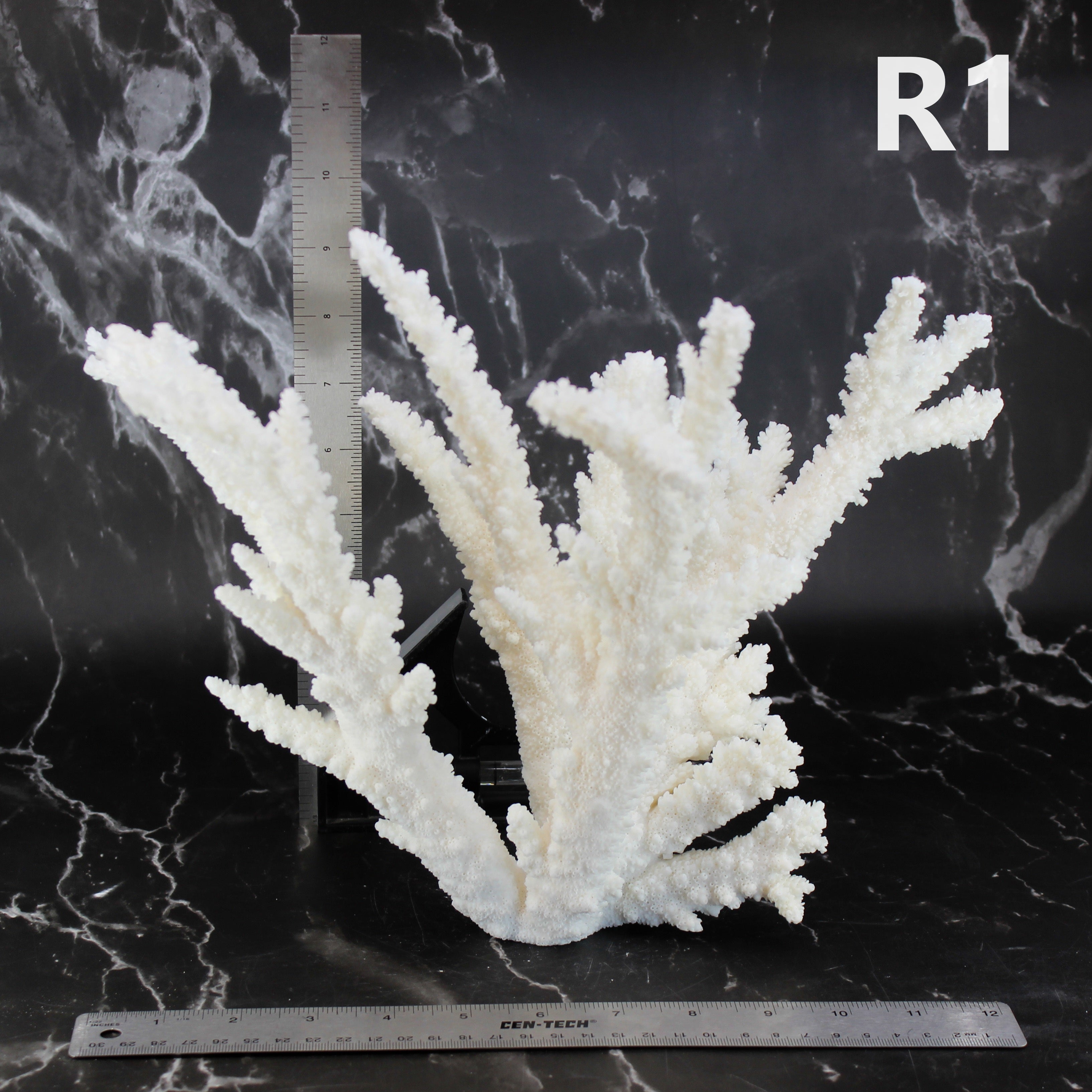 Branch Coral 12-15"