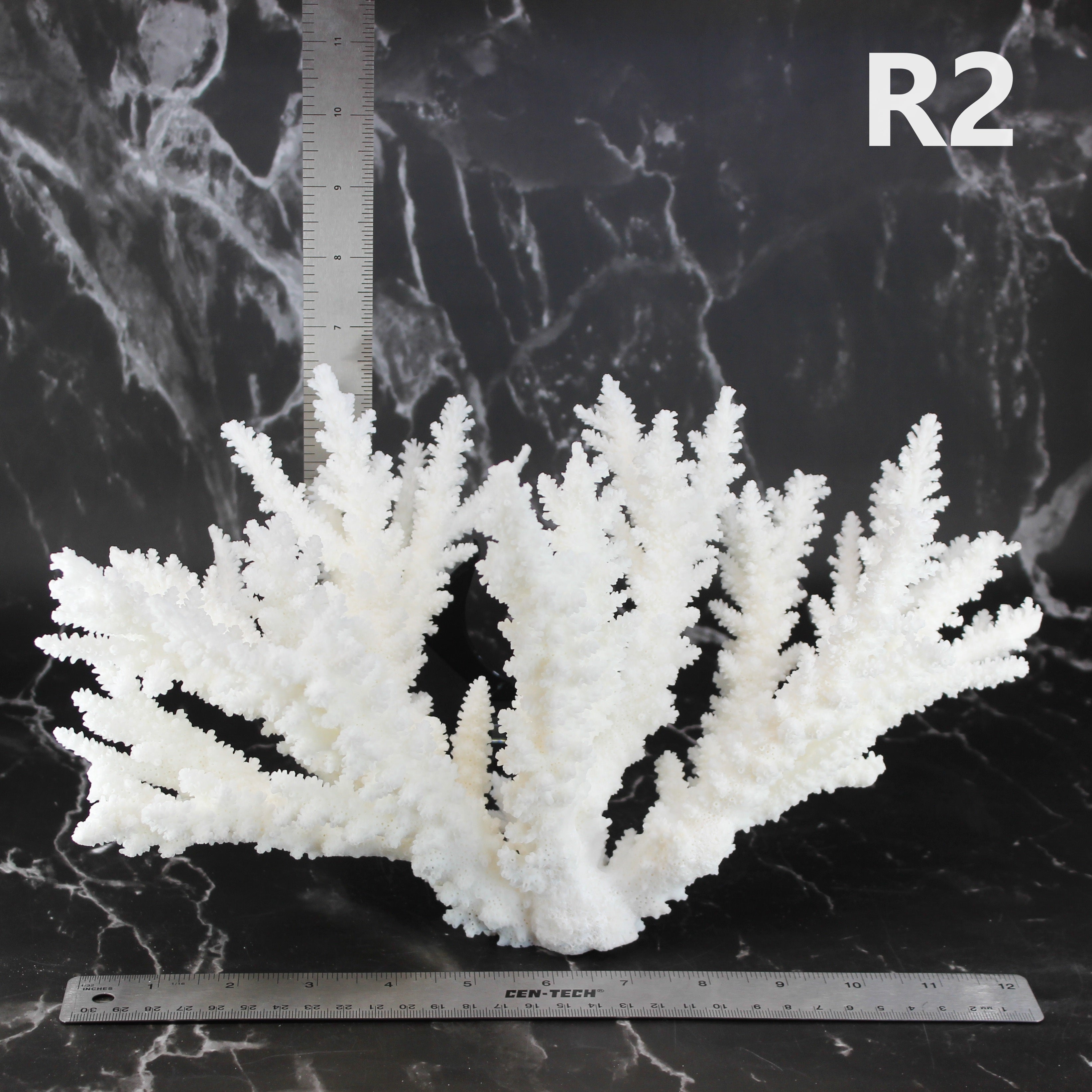 Branch Coral 12-15"