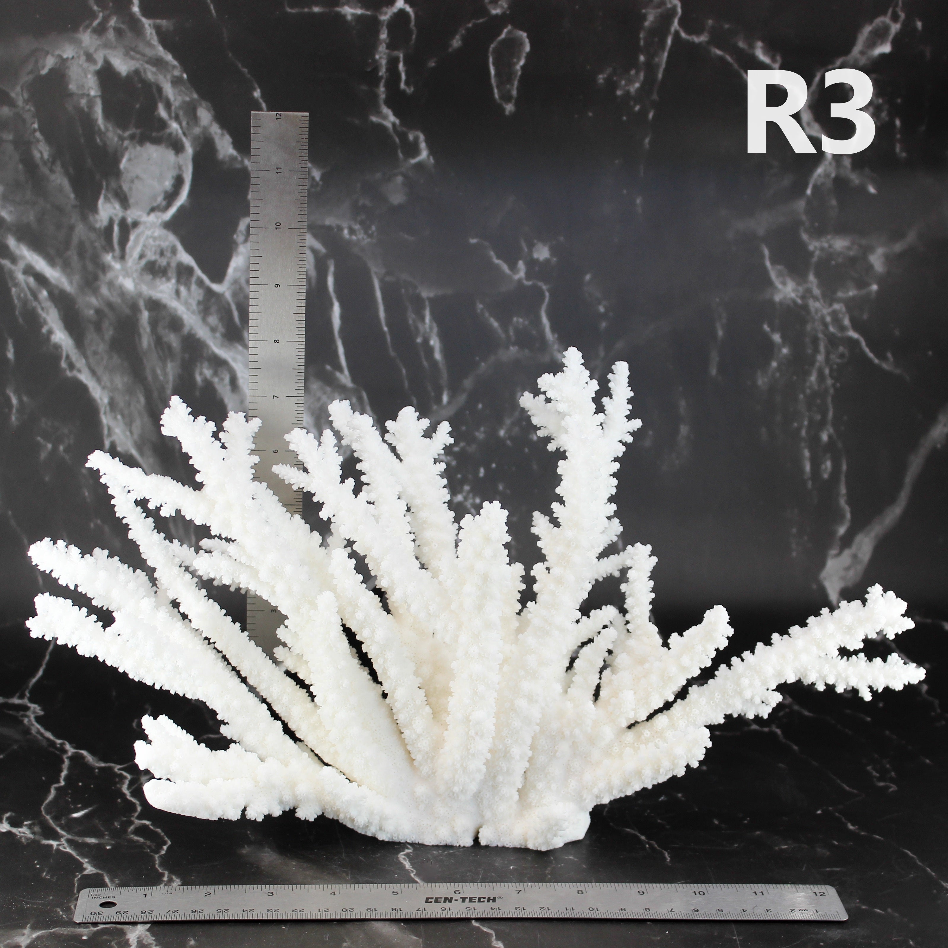 Branch Coral 12-15"