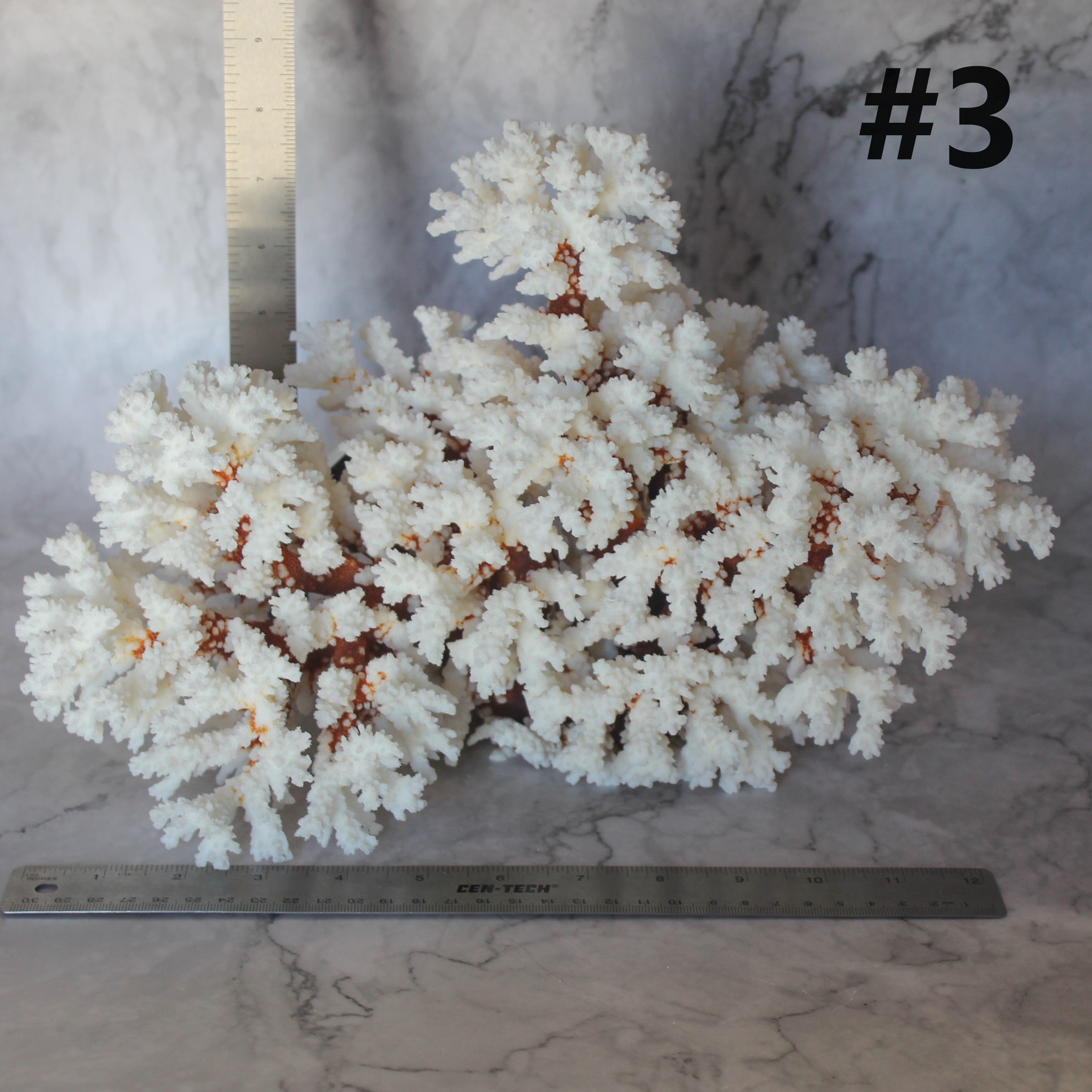 Brownstem Coral 12-14"