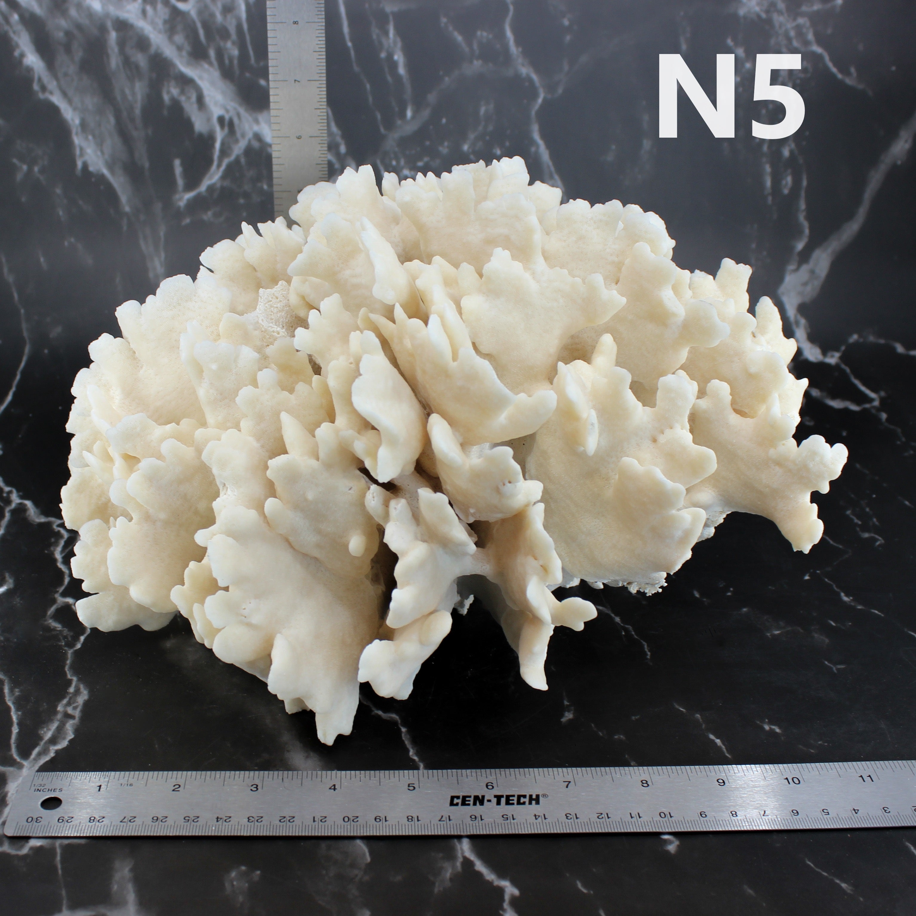 Cactus Coral 12-14"