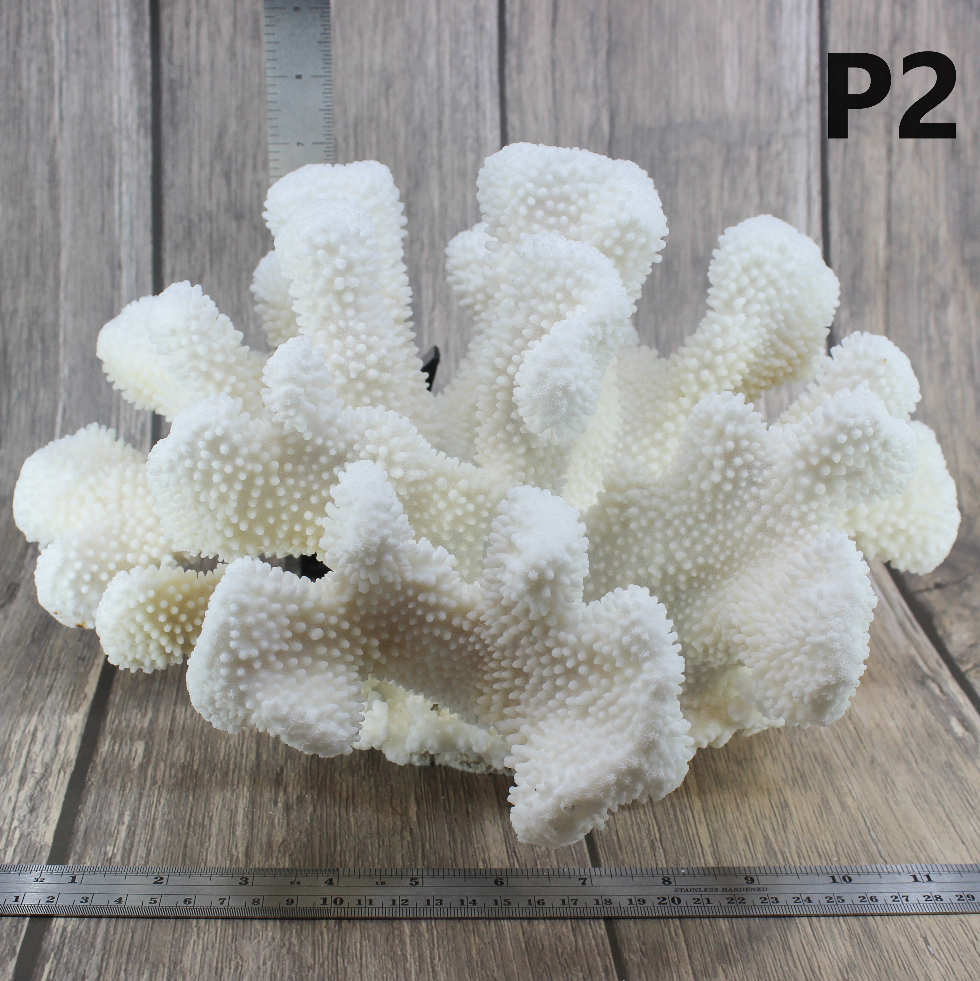 Cauliflower Coral 12-14"