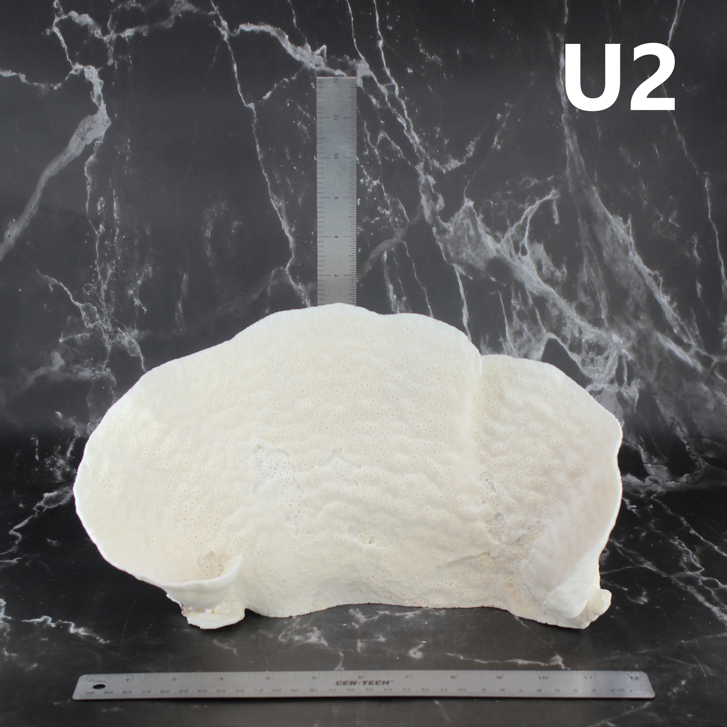 Cup Coral 12-14"