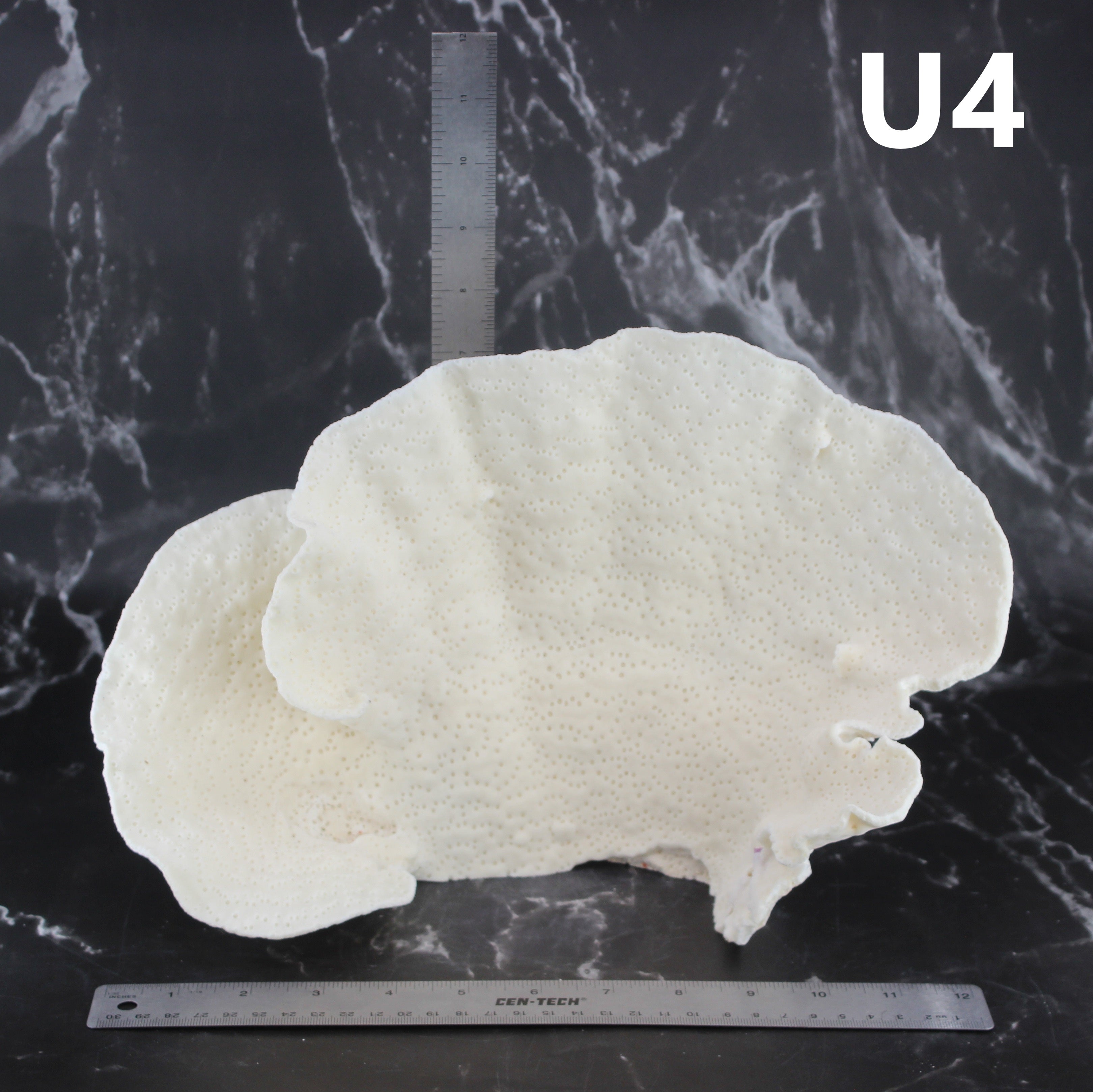 Cup Coral 12-14"