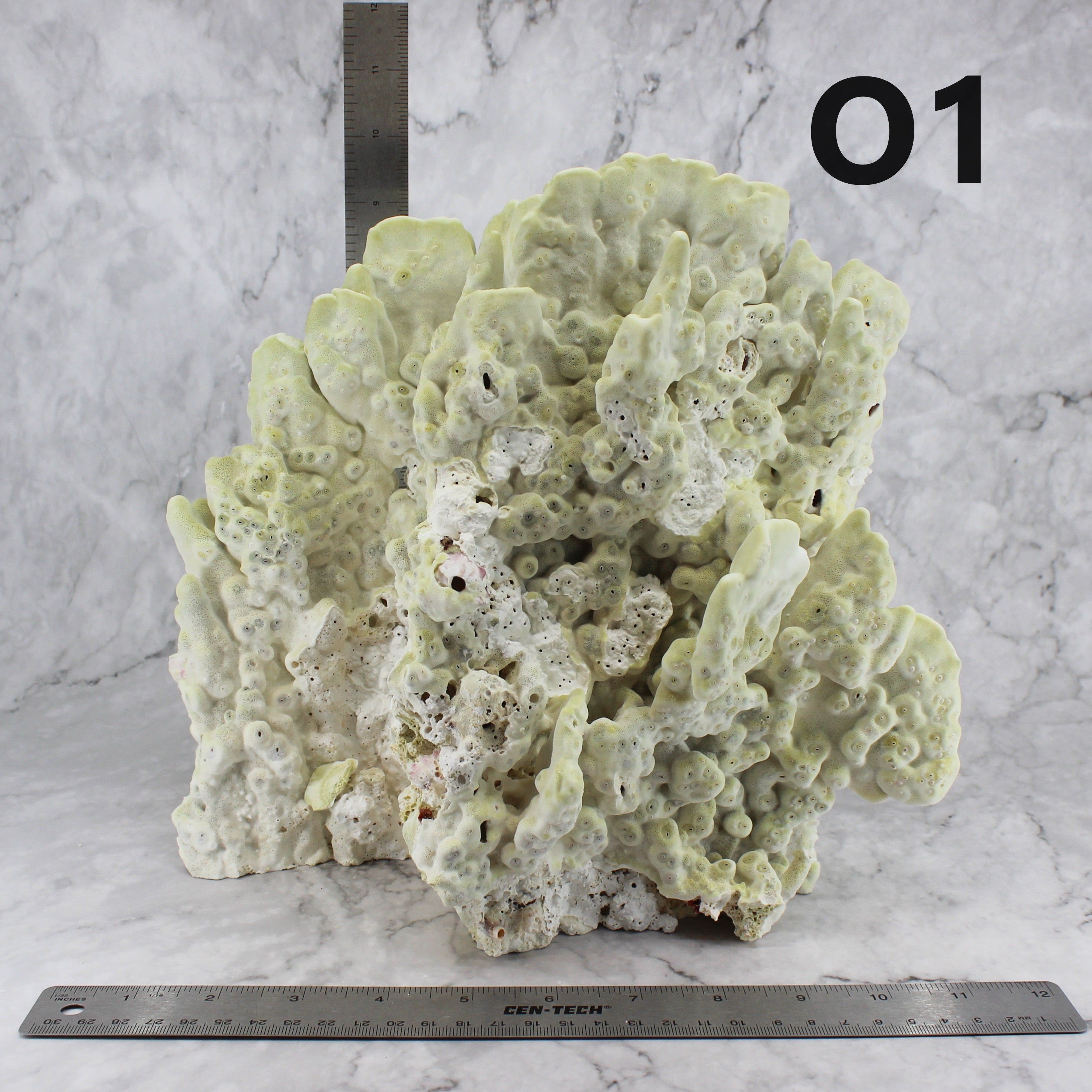 Fire Slab Coral 12-14"