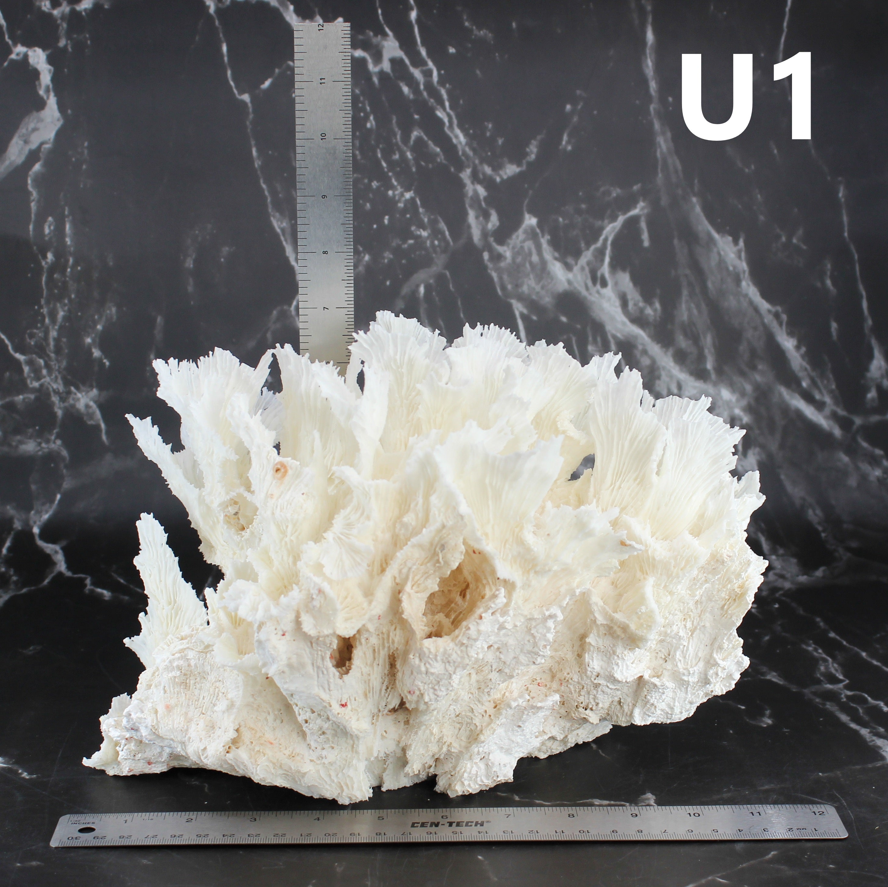 Lettuce Coral 12-14"