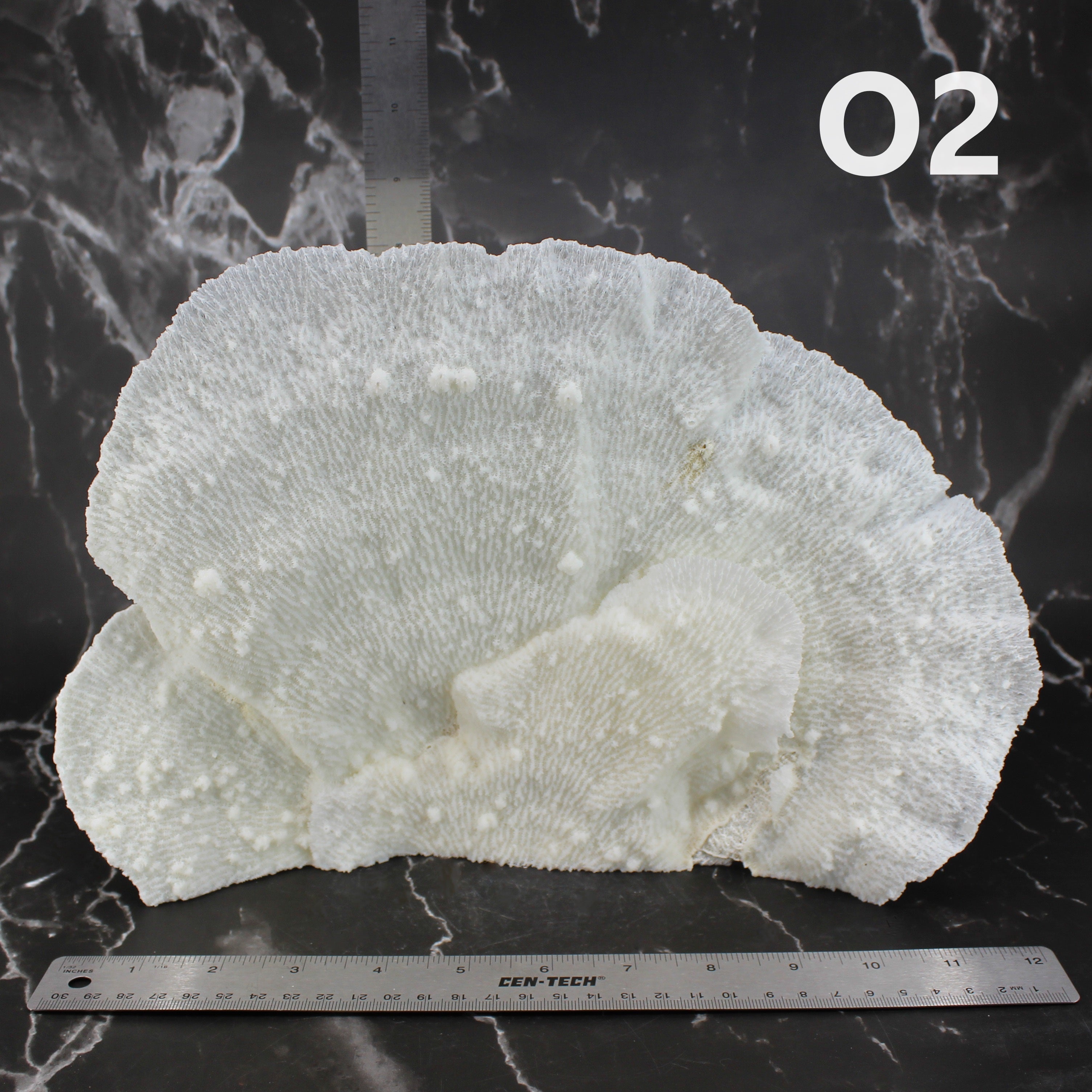 Star Merulina Coral 12-15"