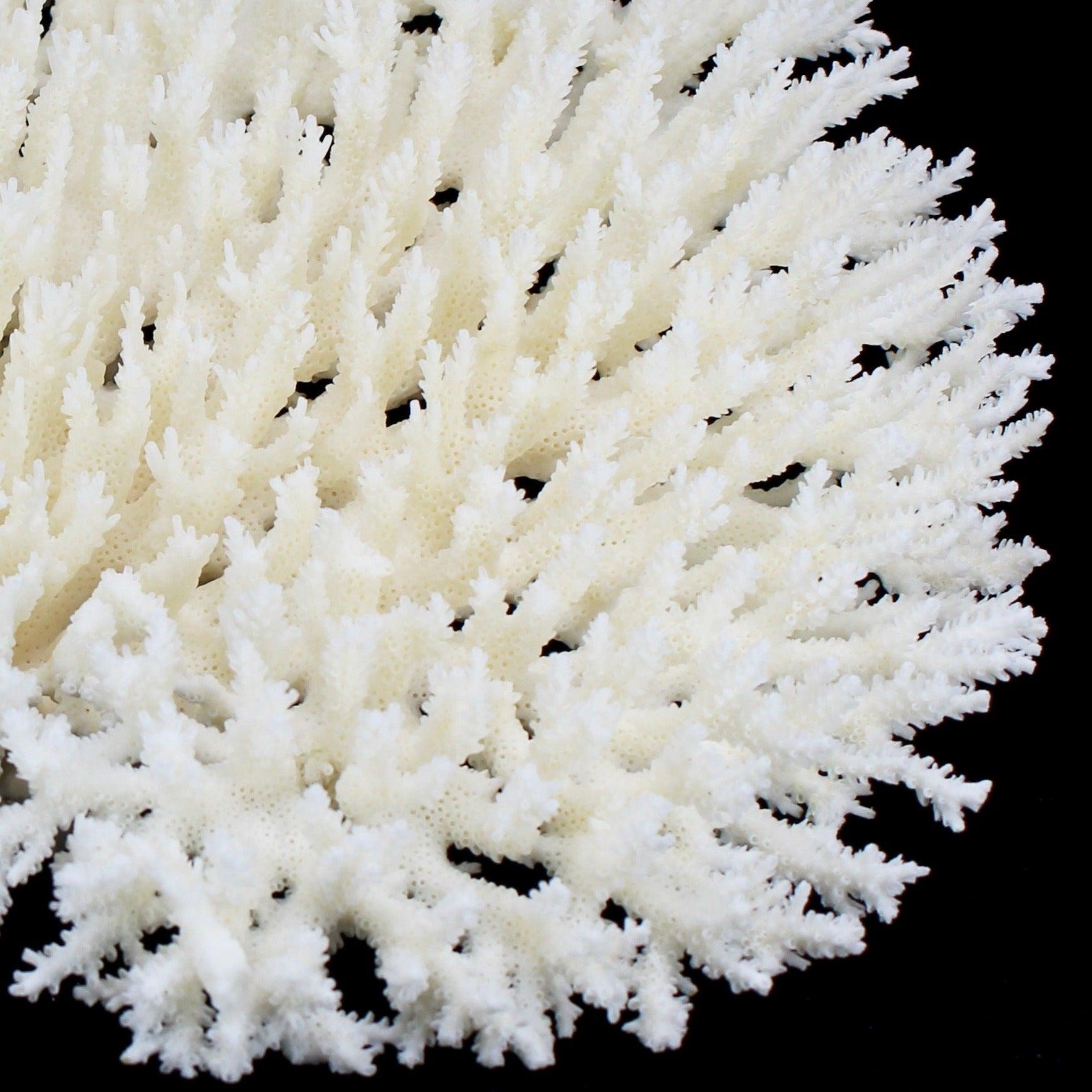 Table Coral 12-15"