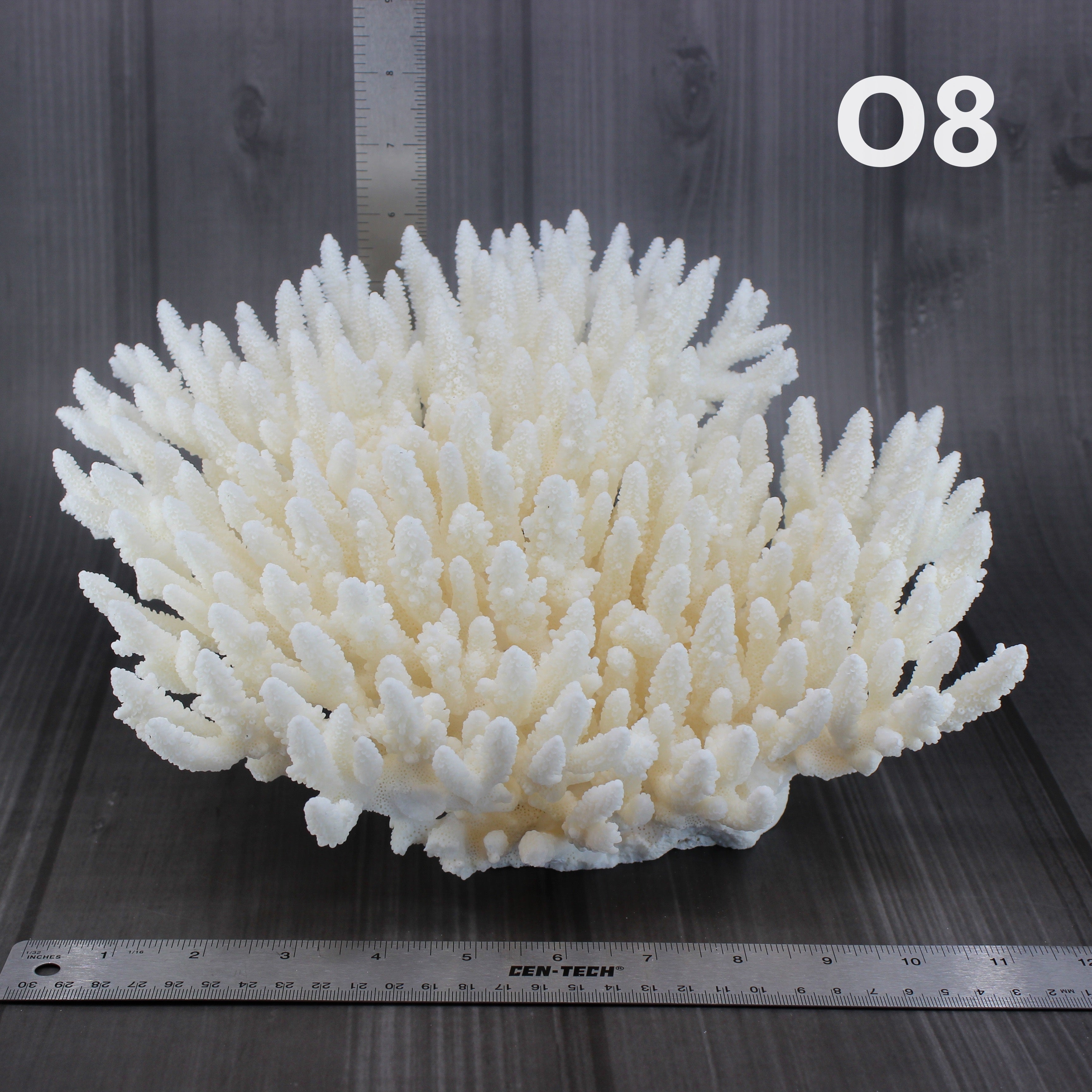 Table Coral 12-15"