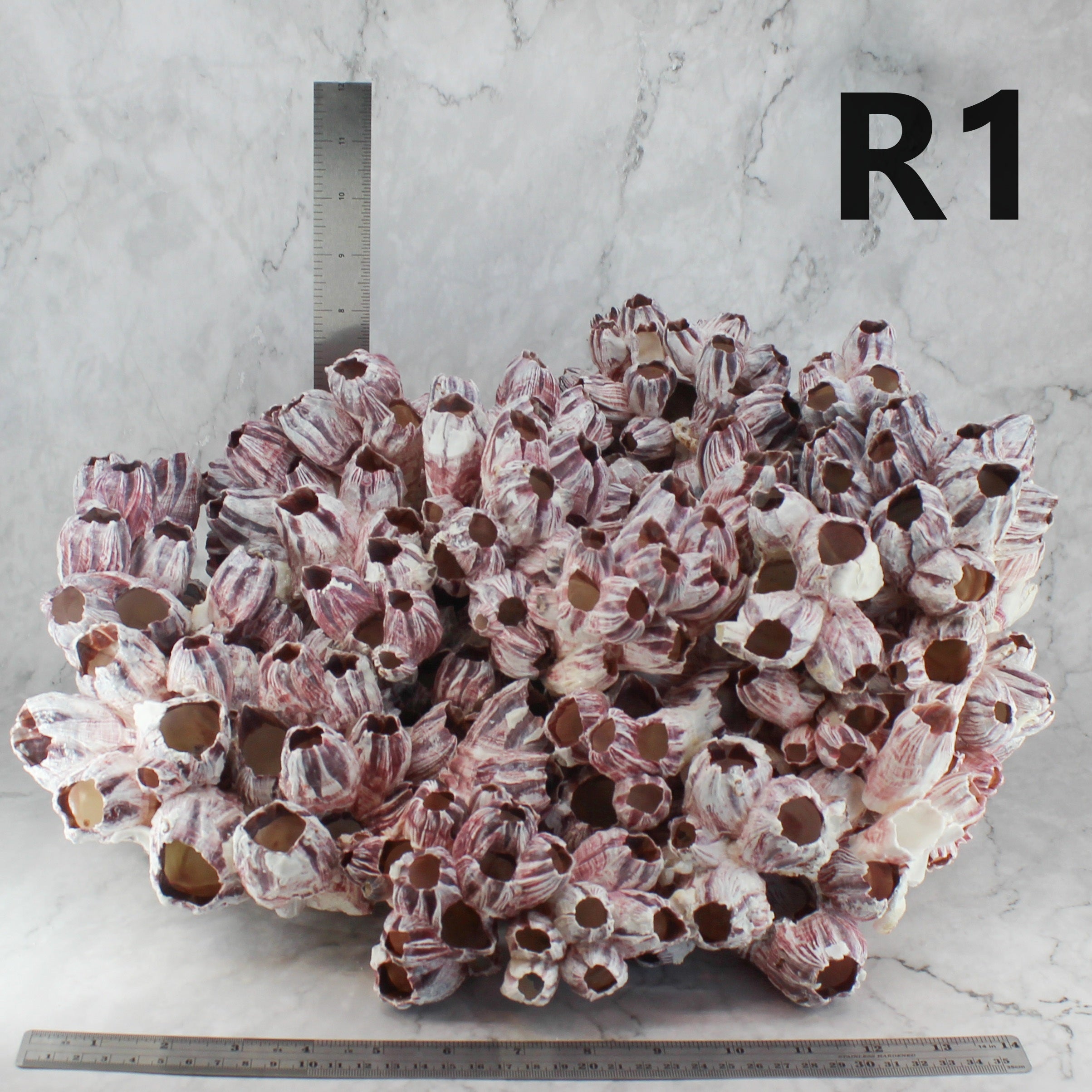 Barnacles 14-18"