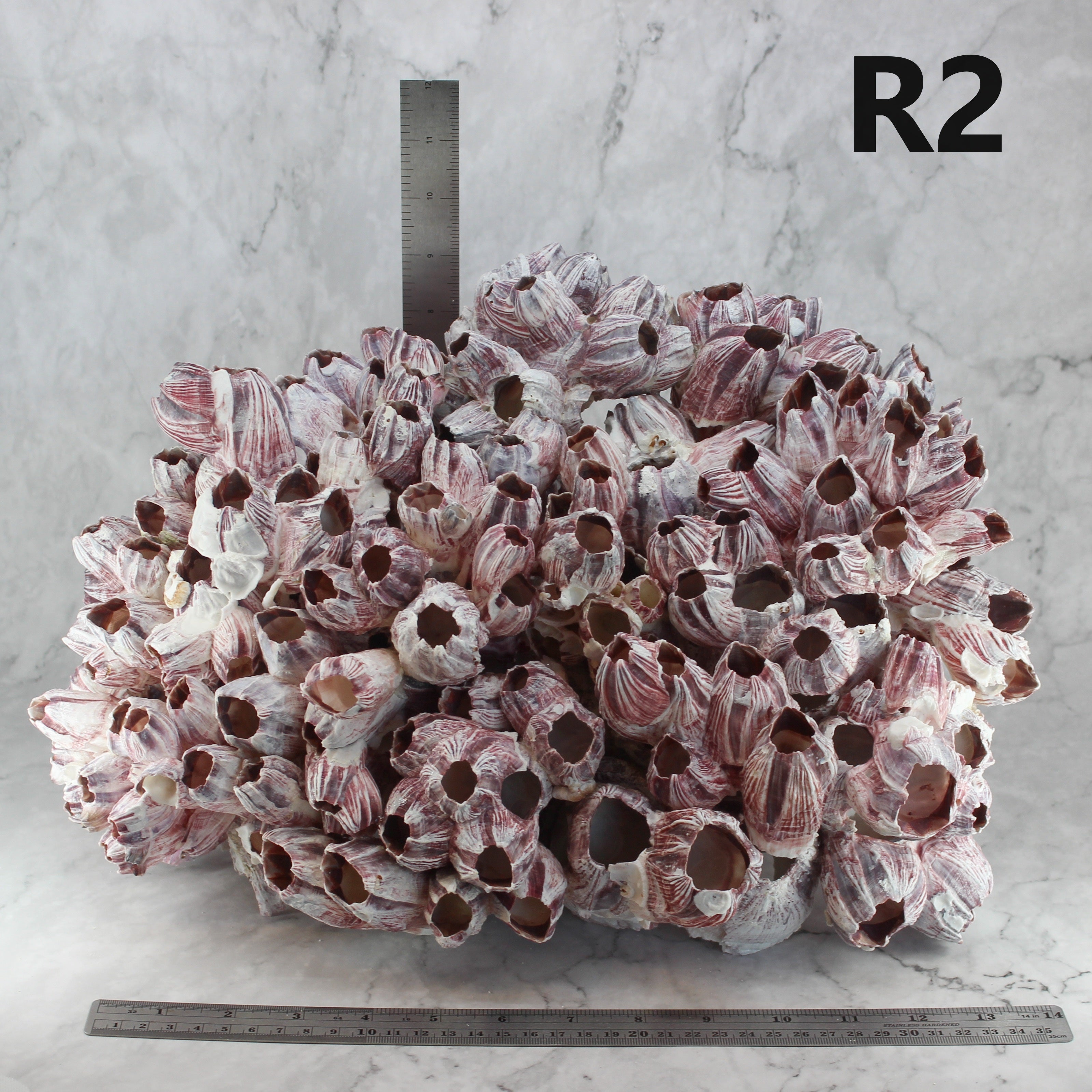 Barnacles 14-18"