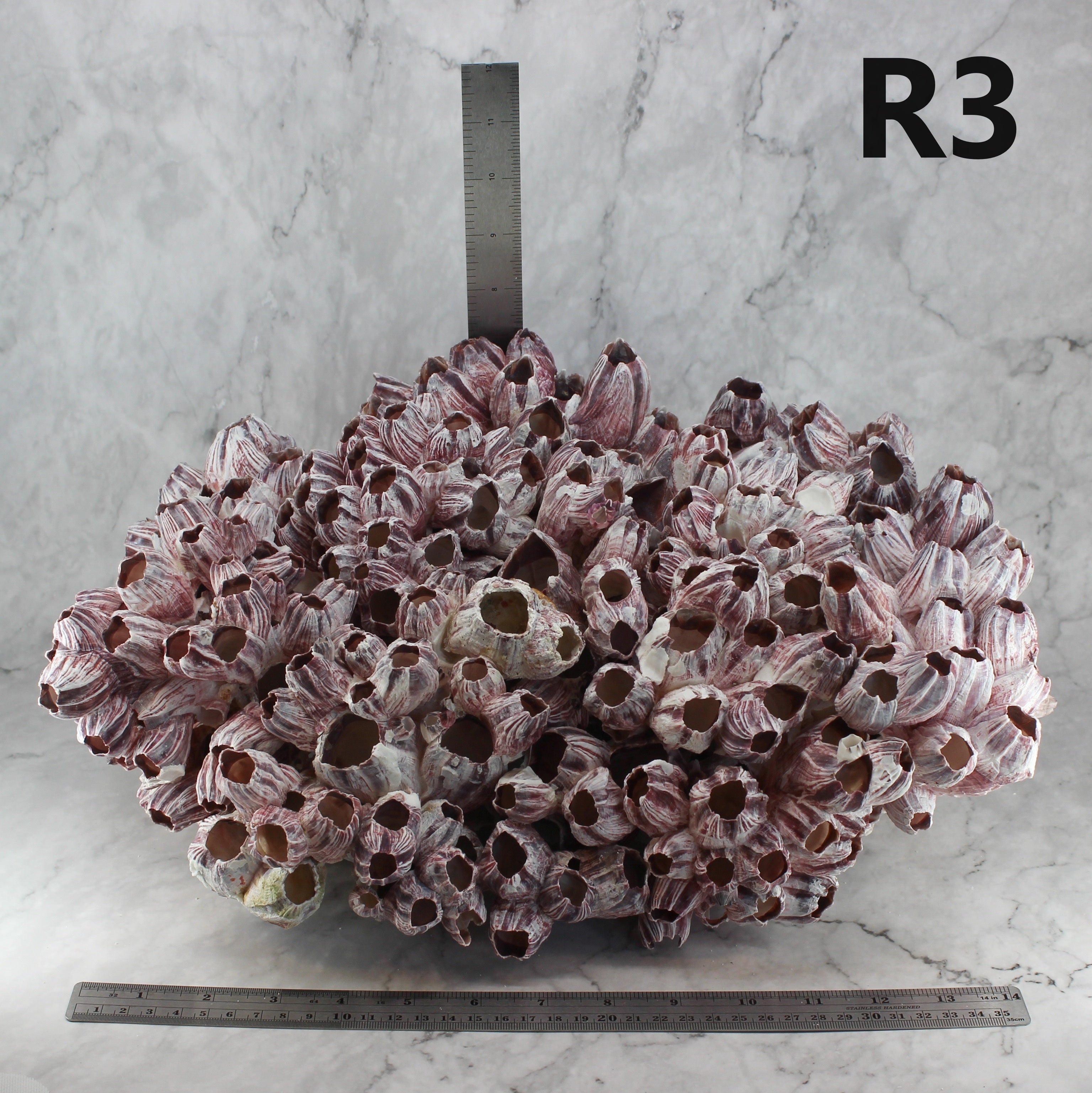 Barnacles 14-18"
