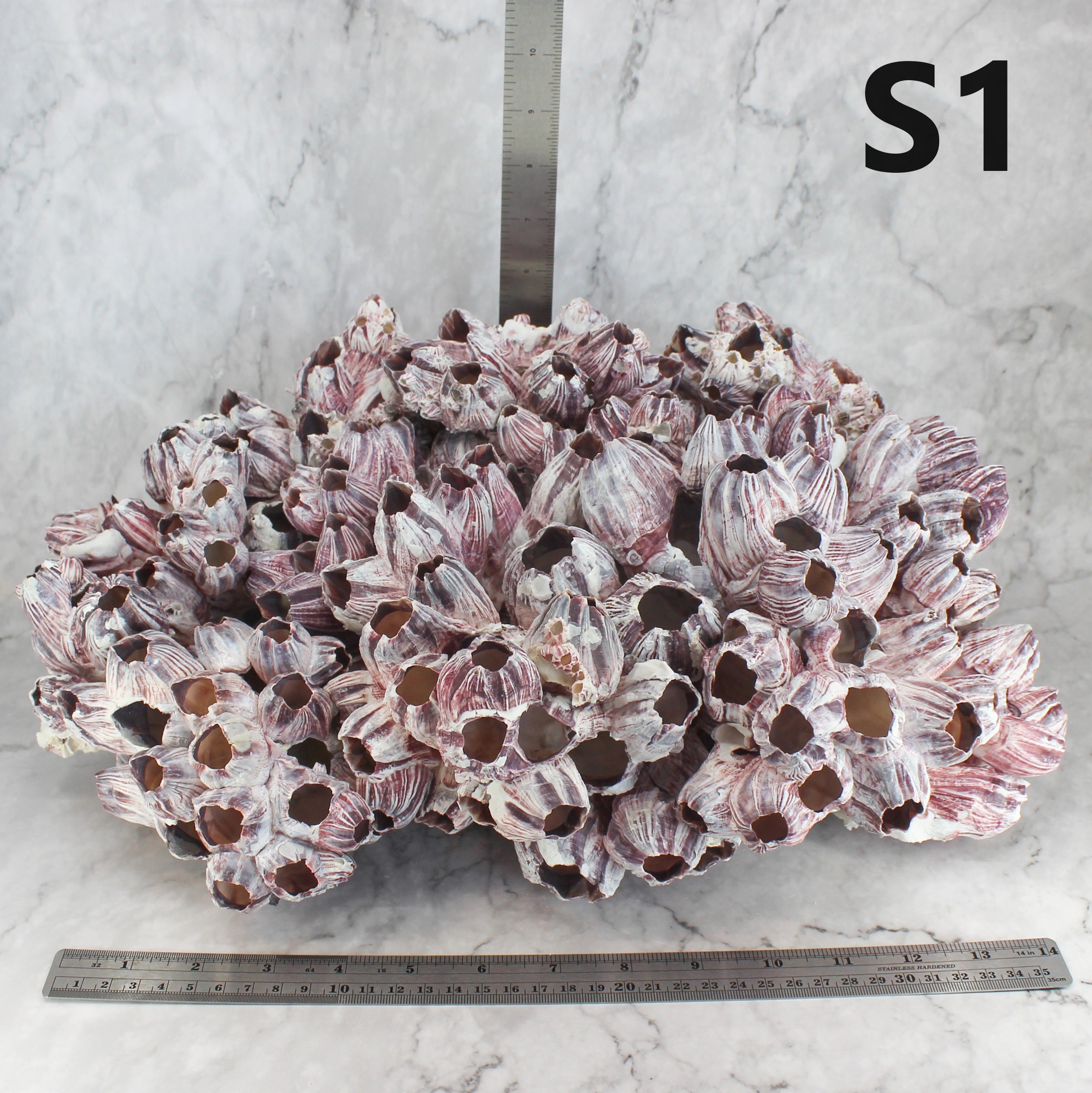 Barnacles 14-18"