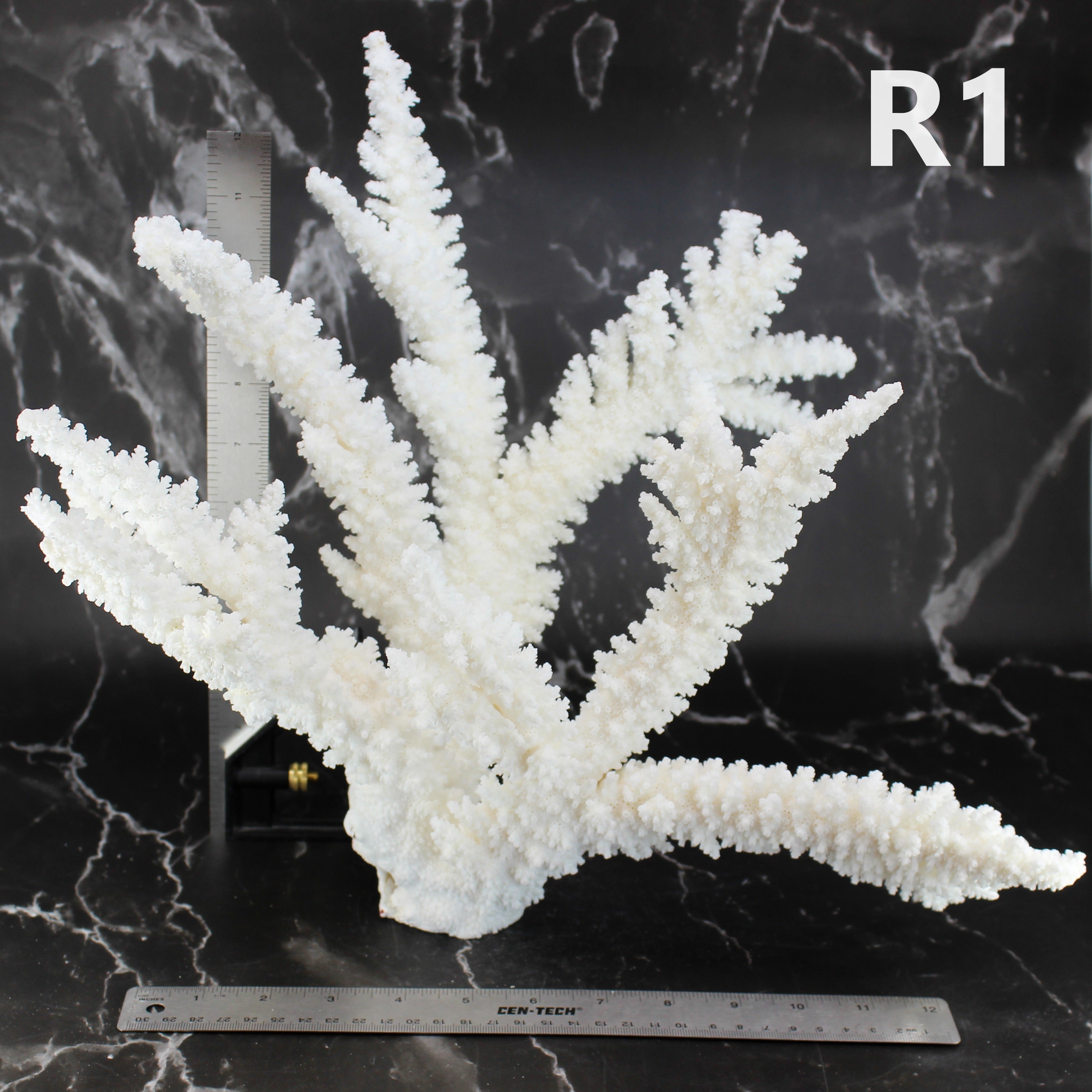 Branch Coral 14-16"