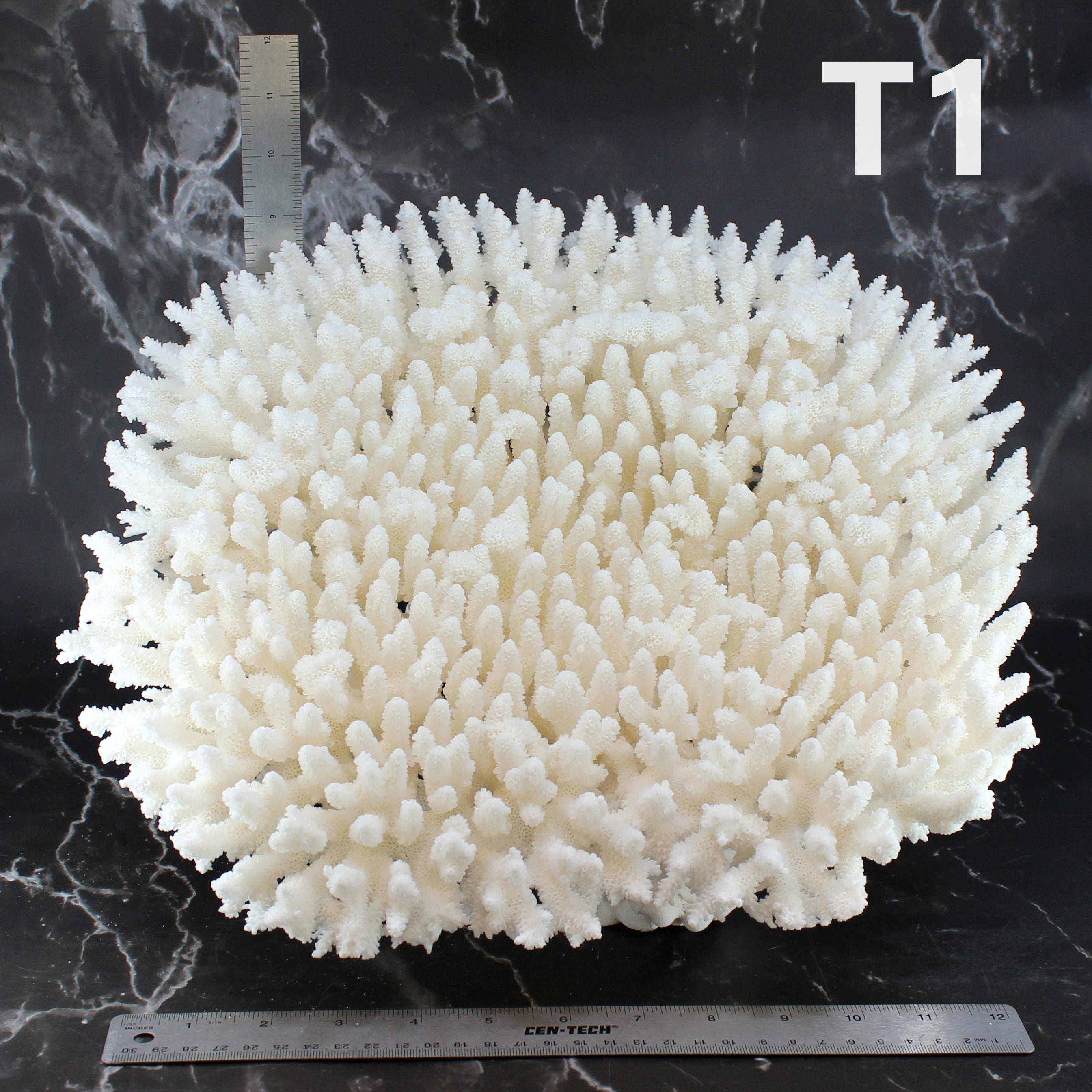 Table Coral 14-18"