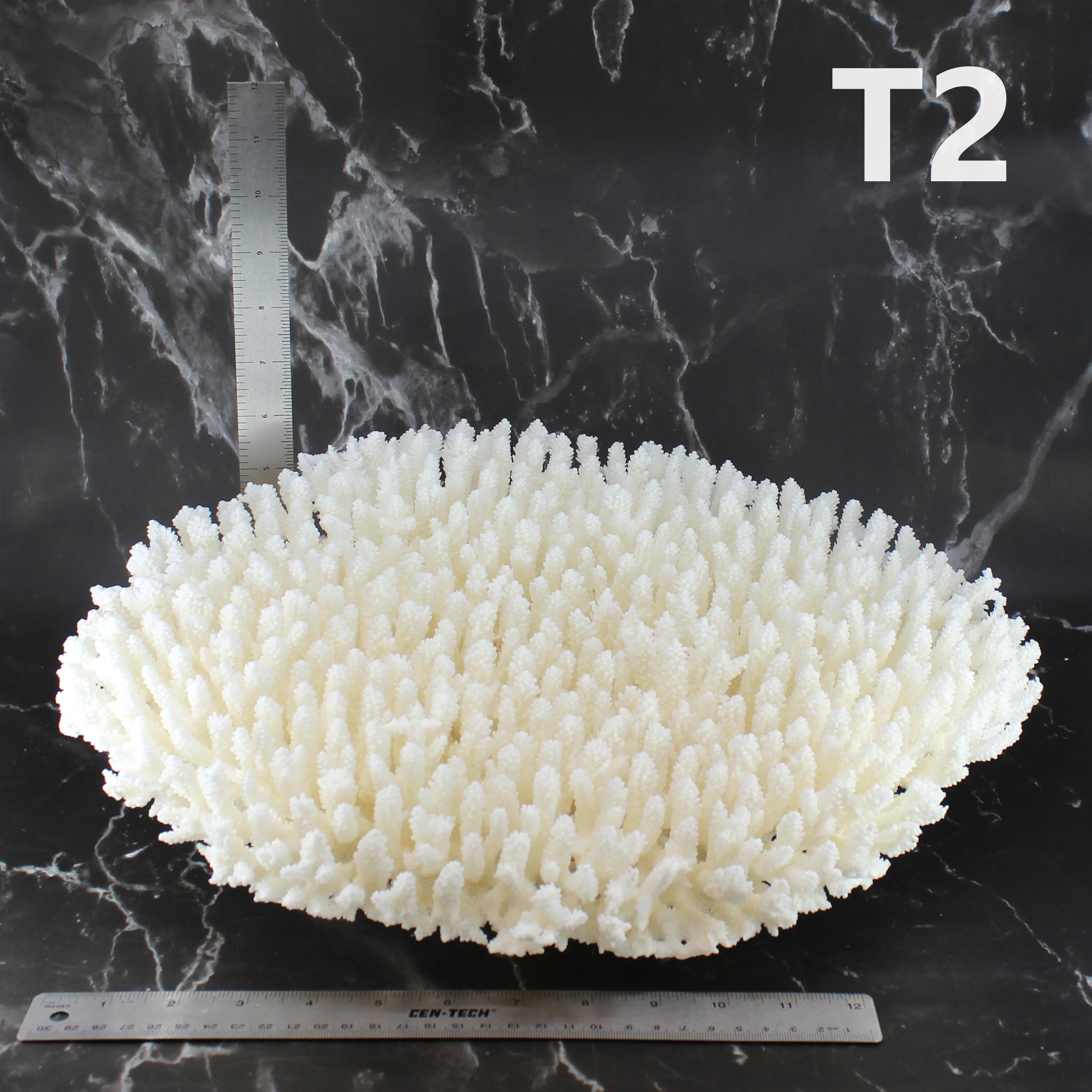 Table Coral 14-18"