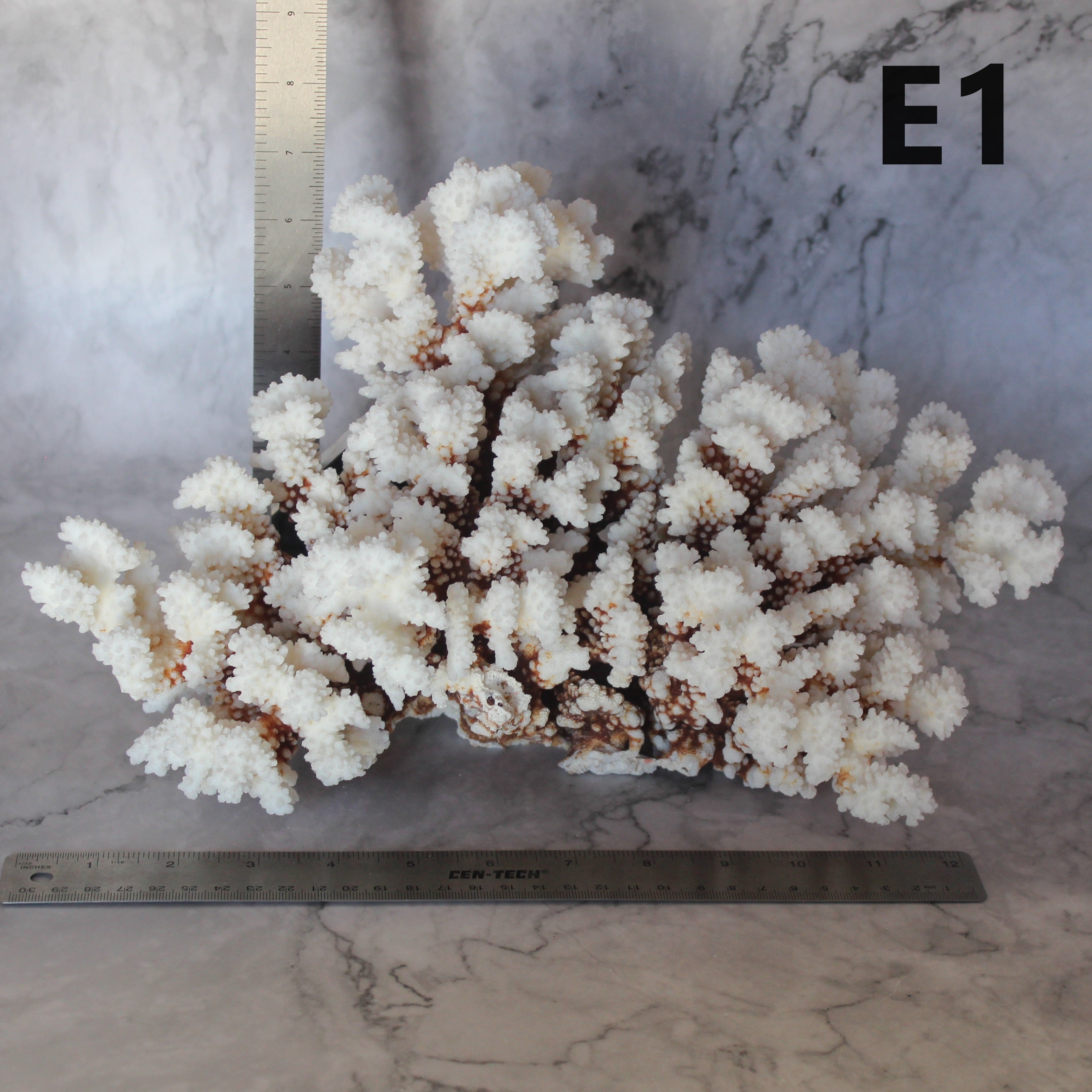 Brownstem Coral 14-18"
