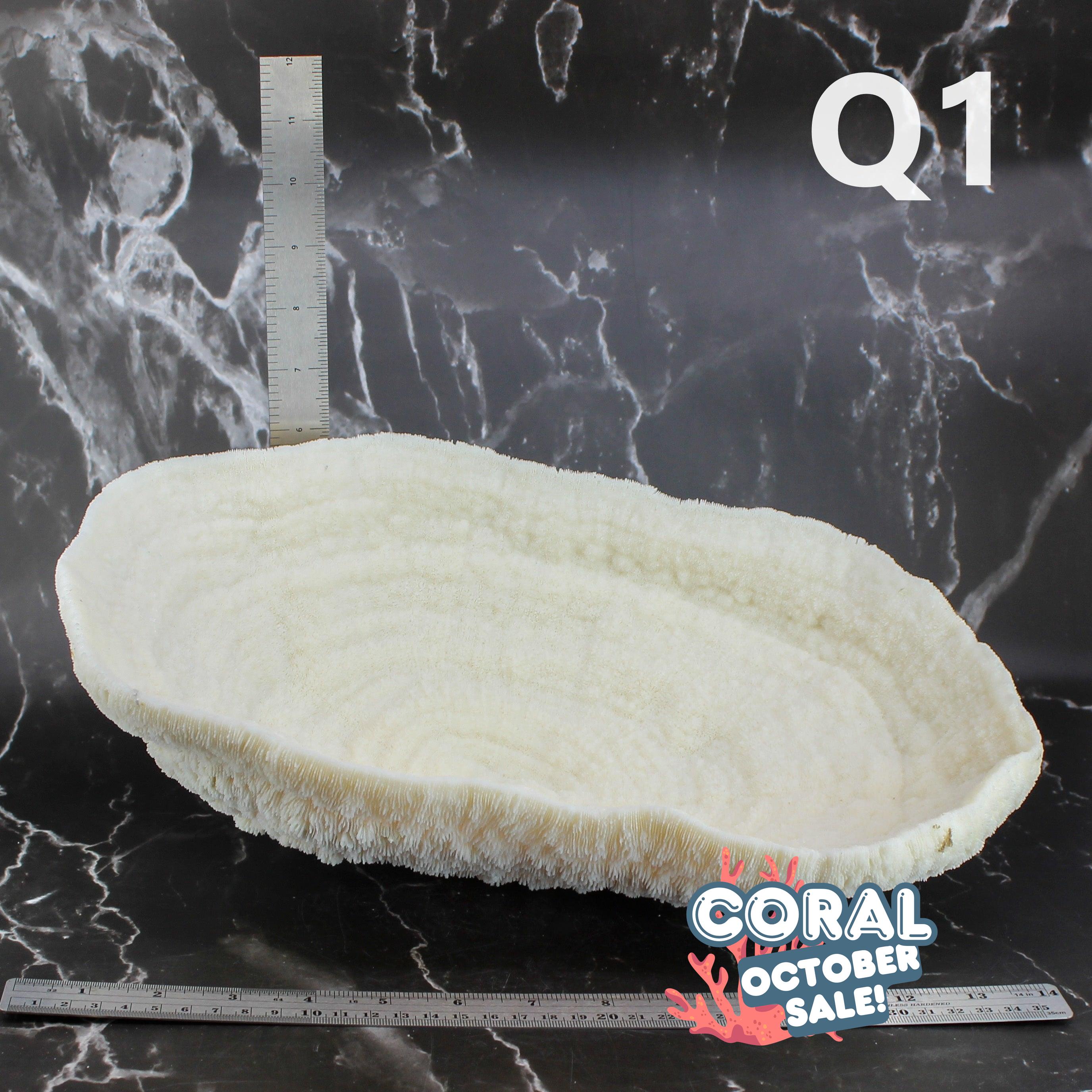 Coral Bowl 14-16"