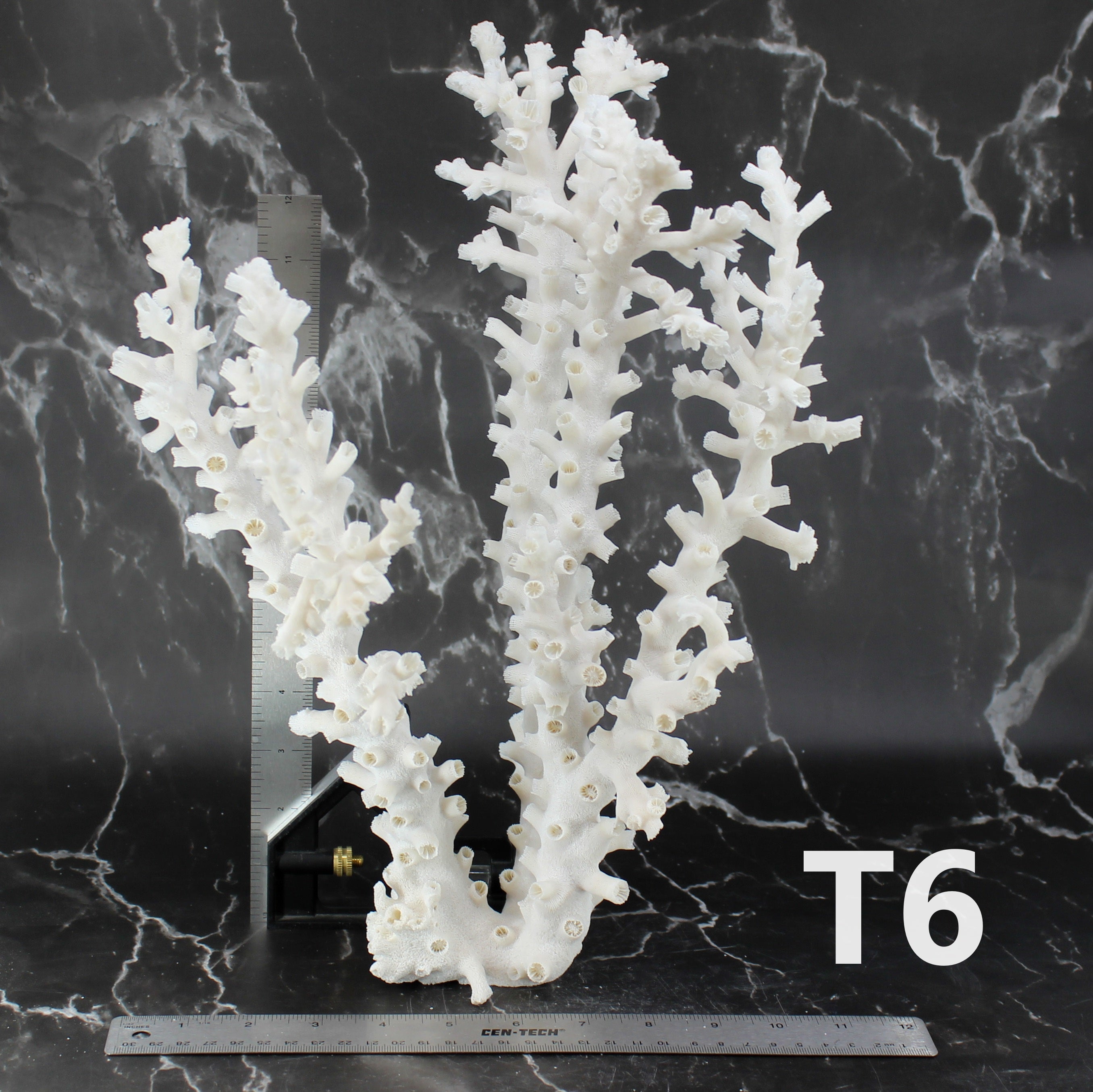 Octopus Coral 14-18"