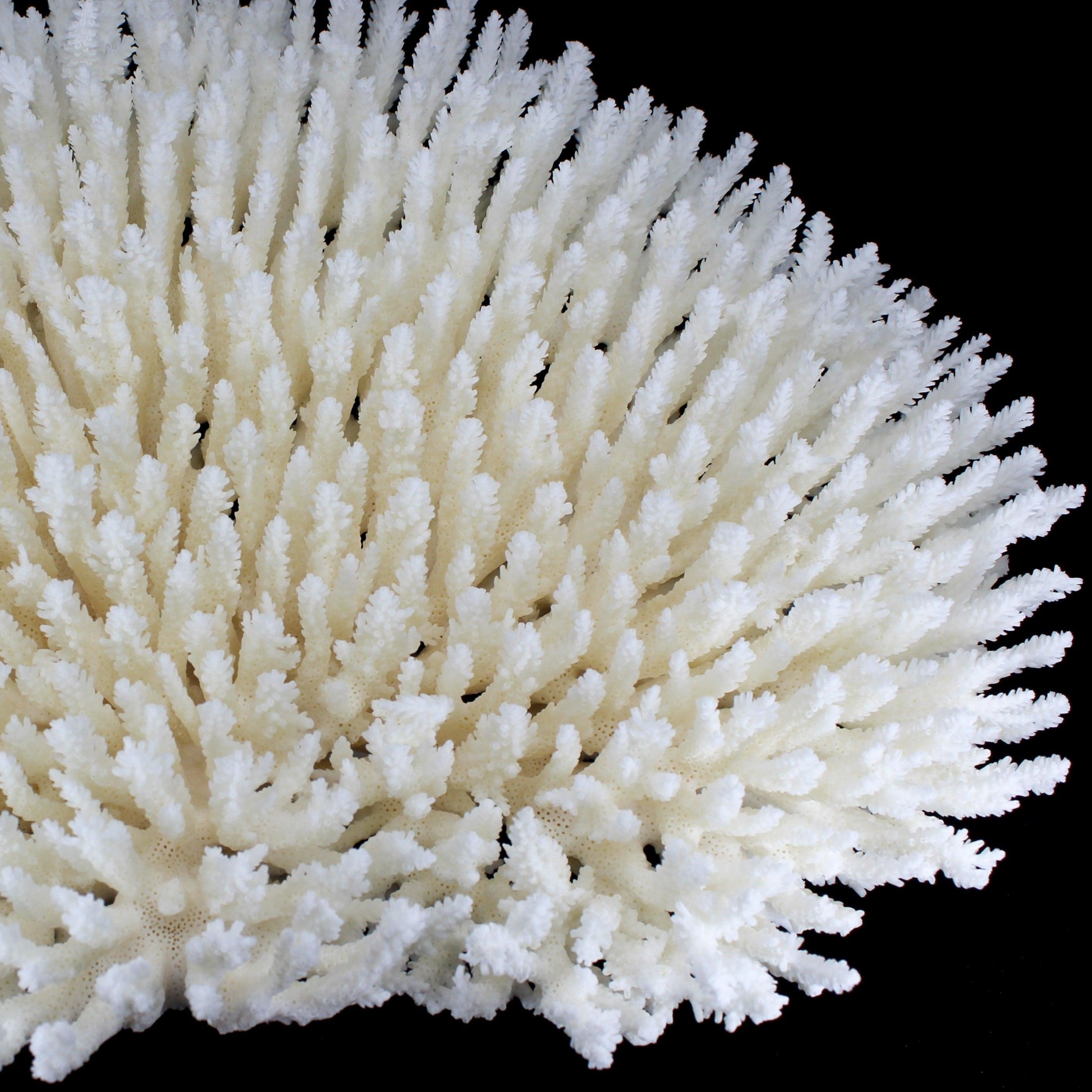 Table Coral 14-18"