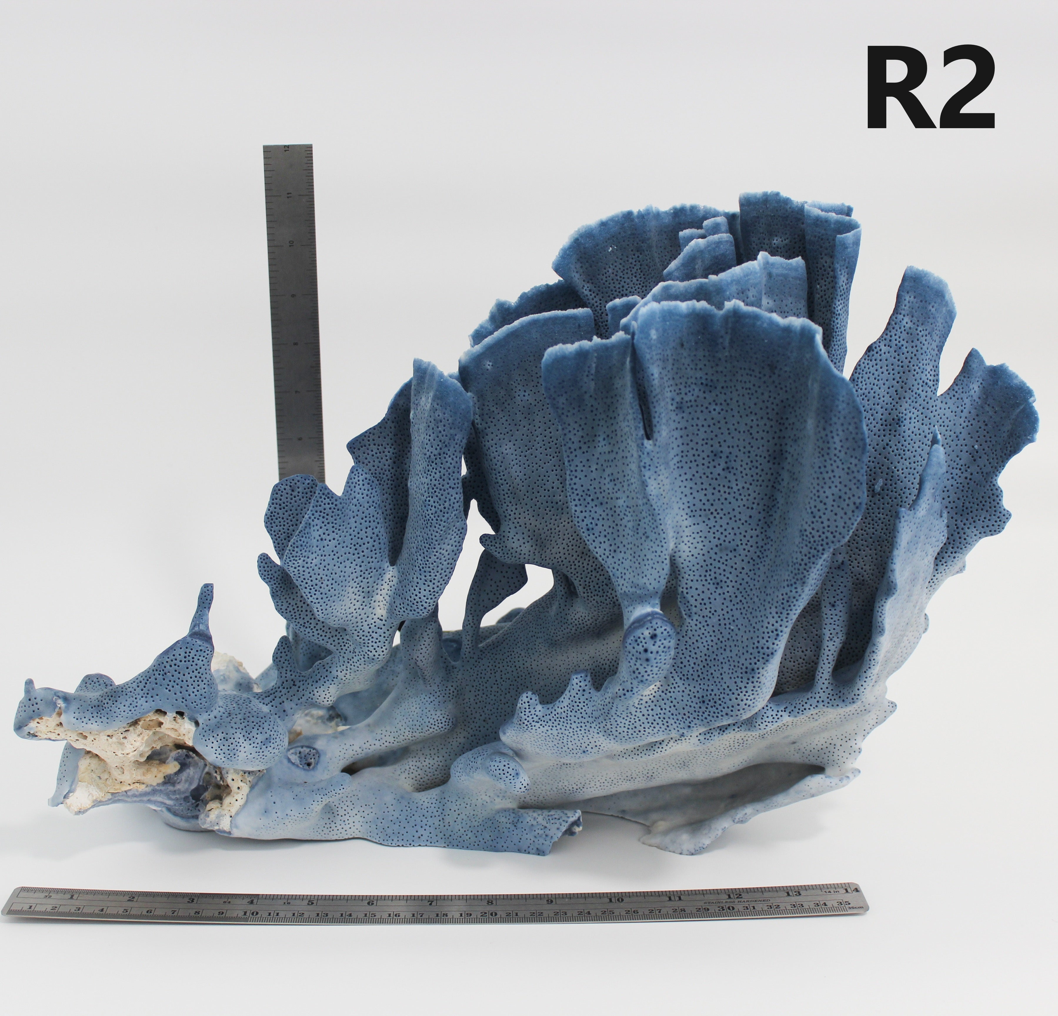 Blue Coral 16-19"