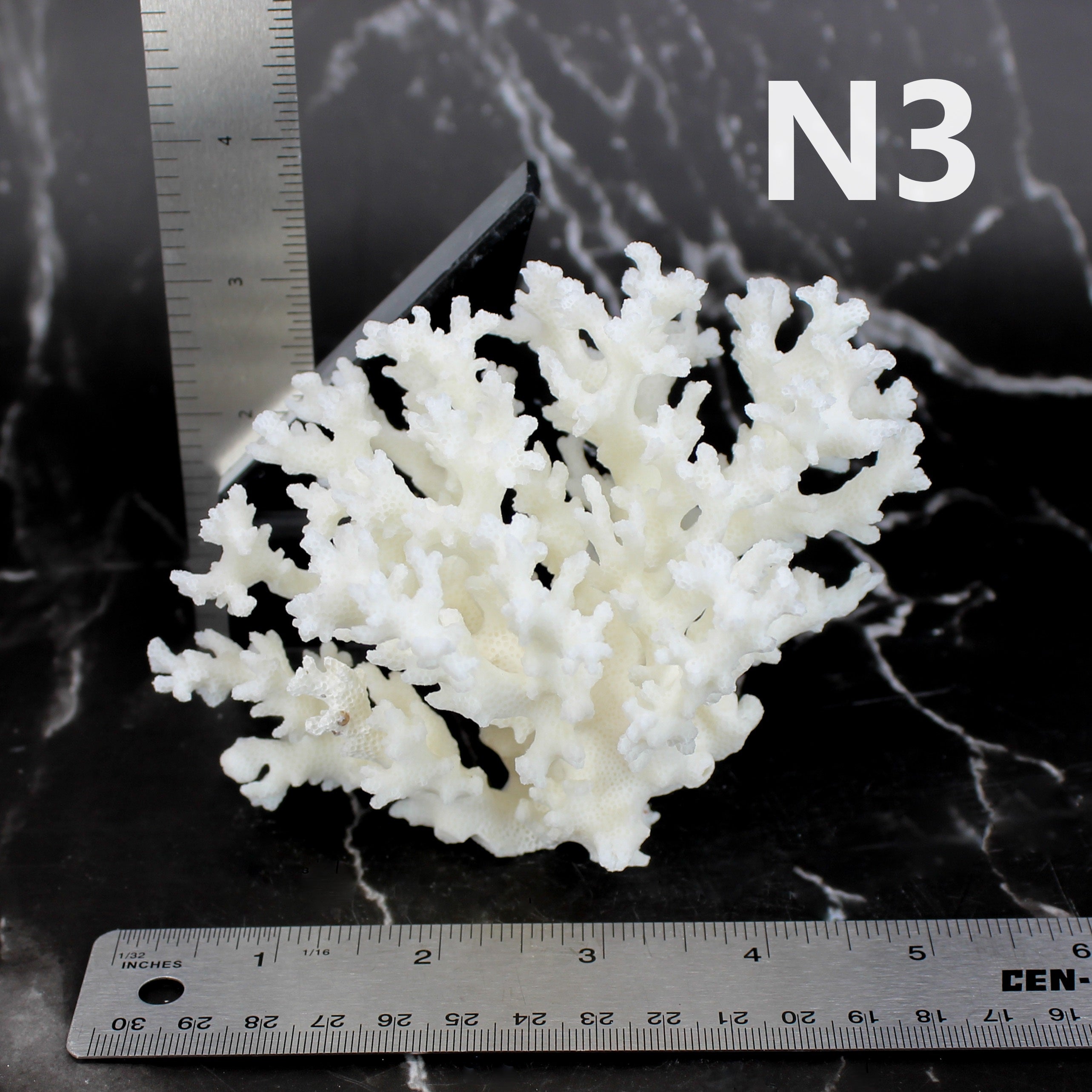 Lace Coral 3-5"