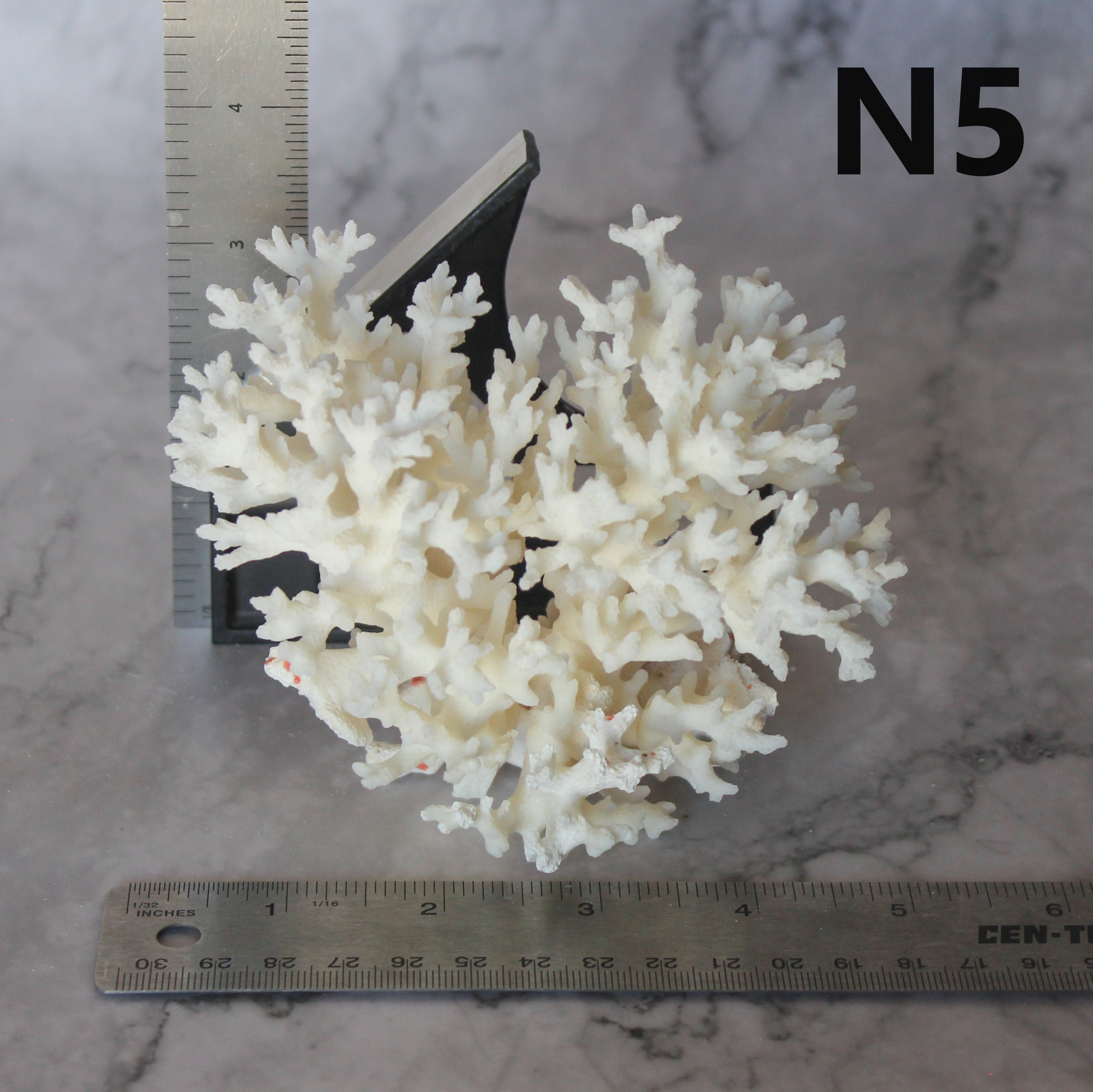 Lace Coral 3-5"