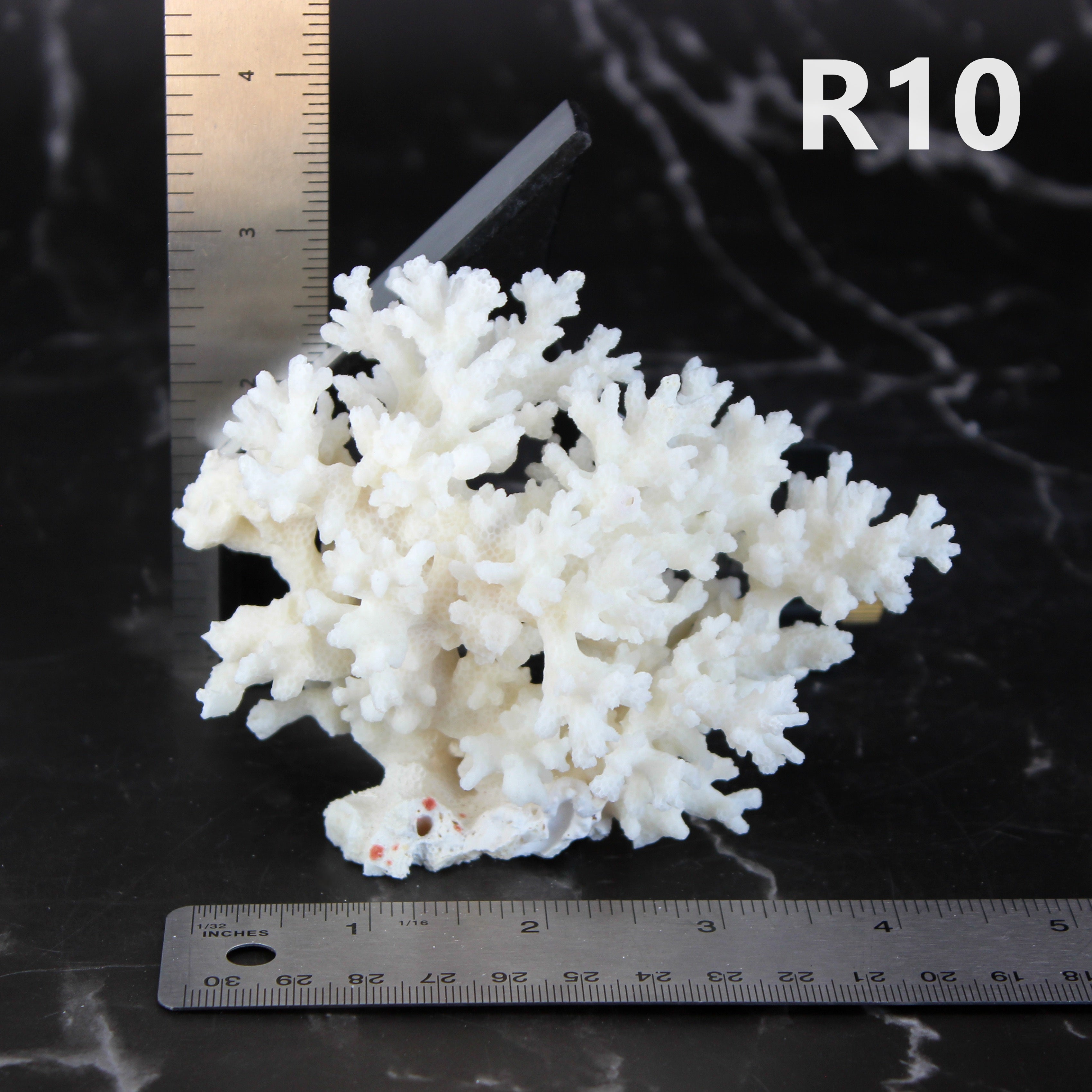 Lace Coral 3-5"