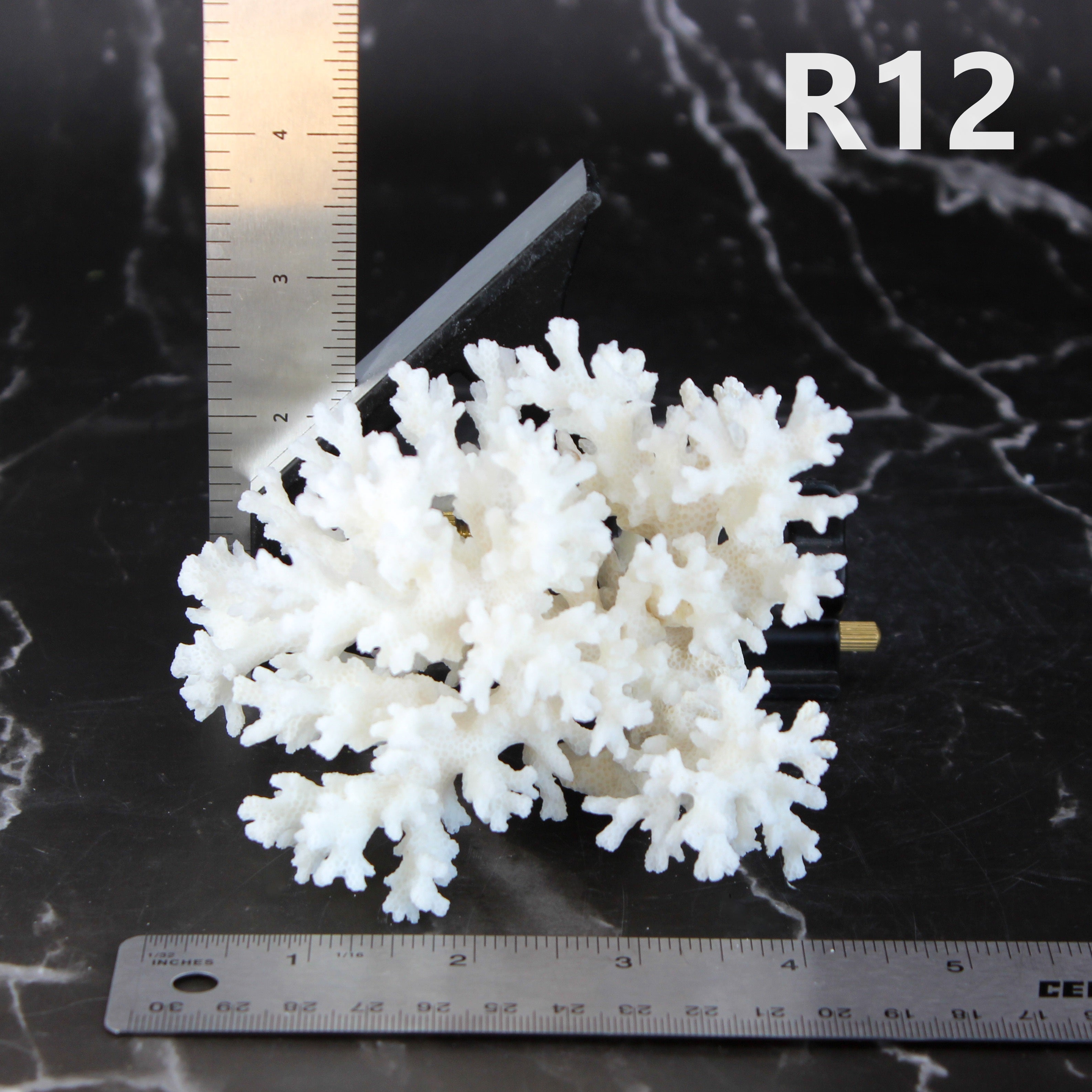 Lace Coral 3-5"