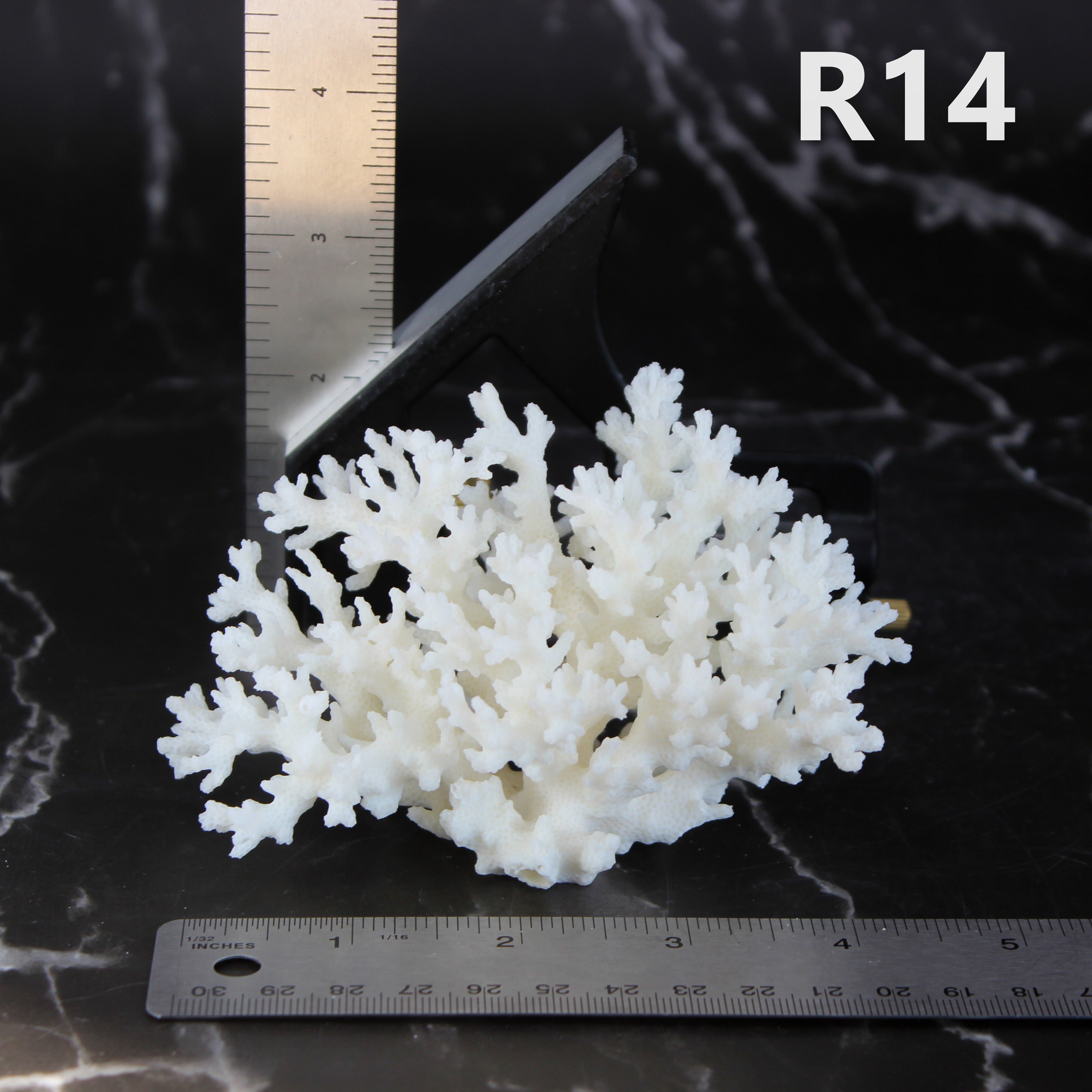 Lace Coral 3-5"