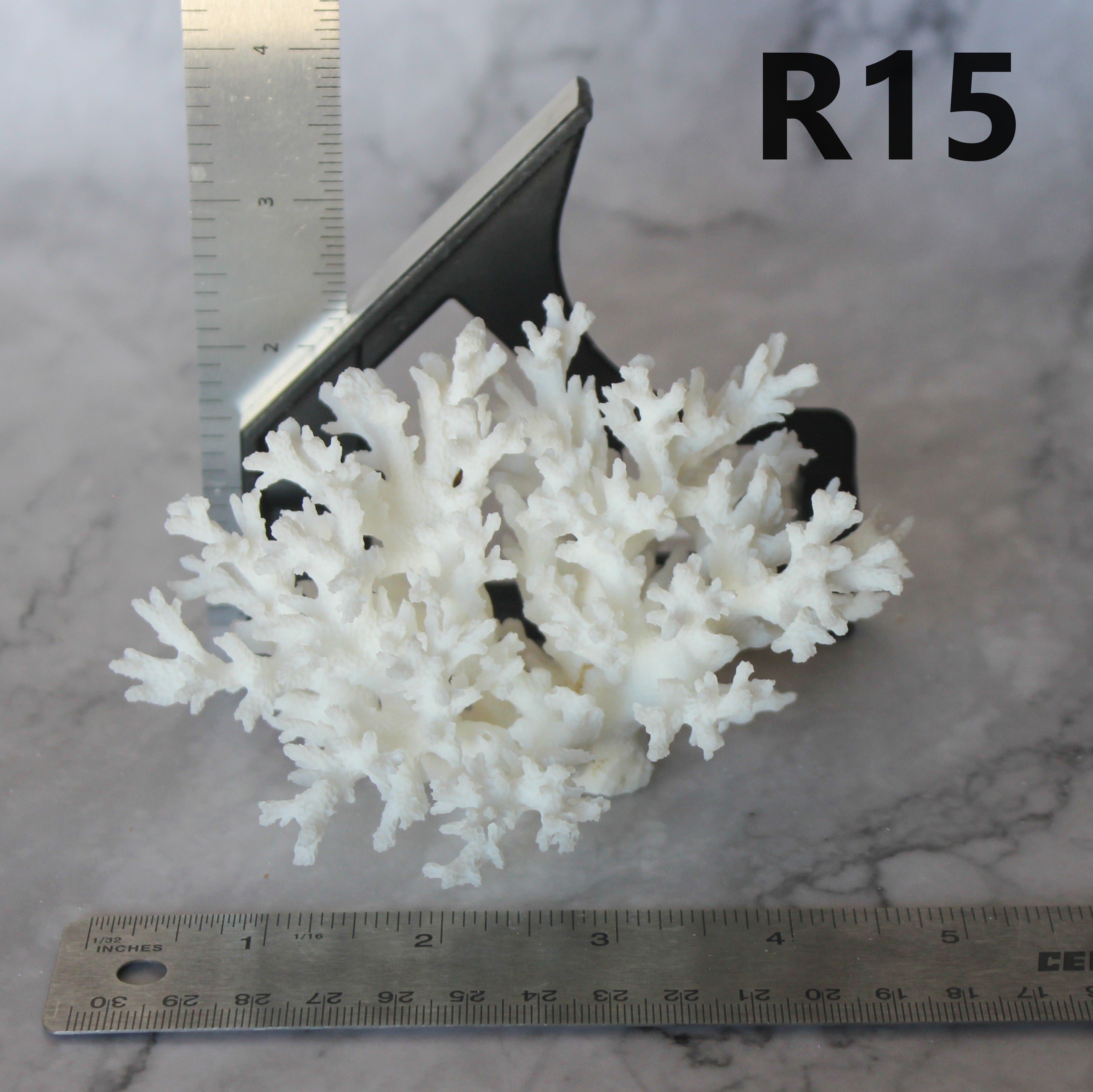 Lace Coral 3-5"