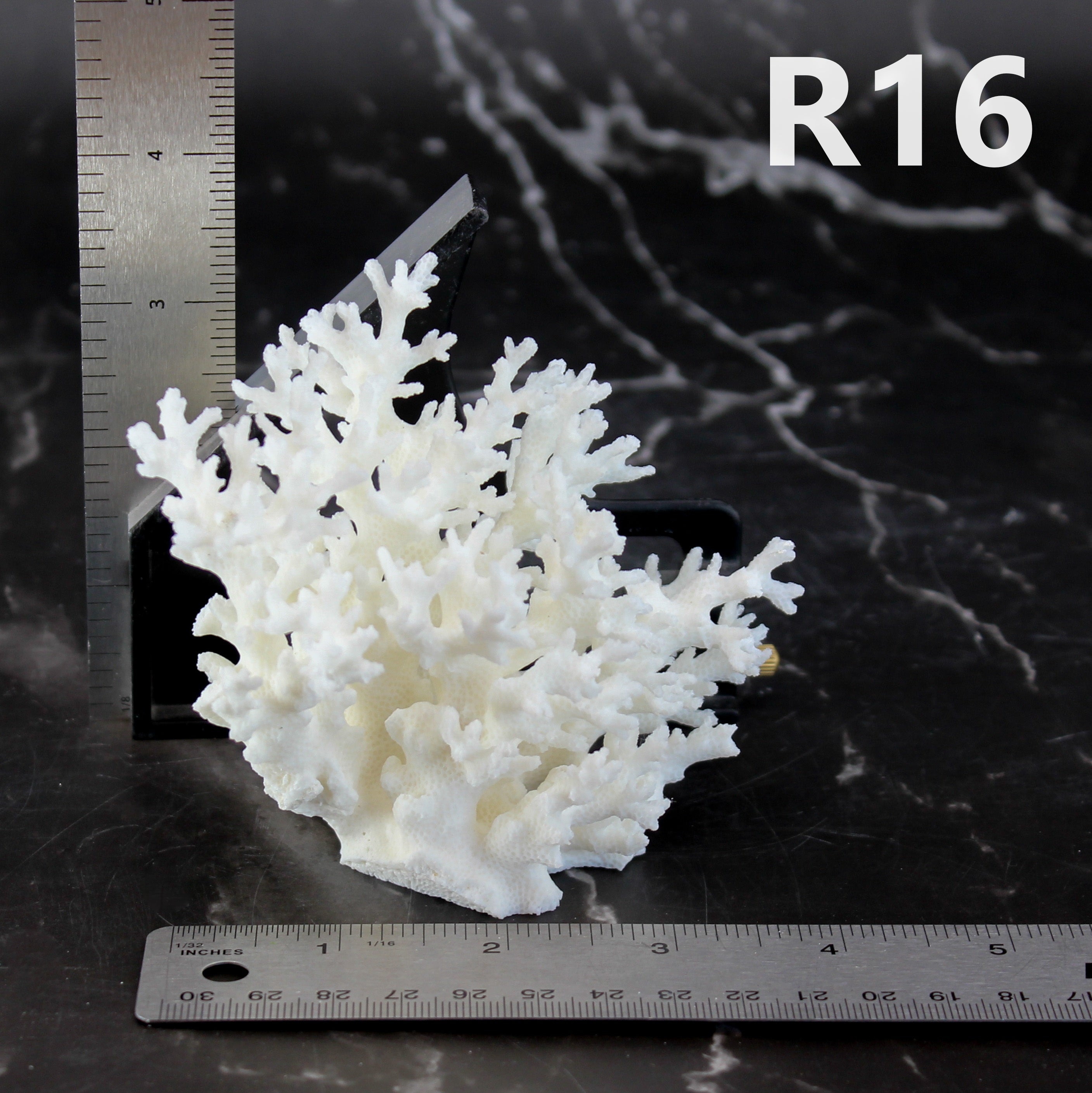 Lace Coral 3-5"