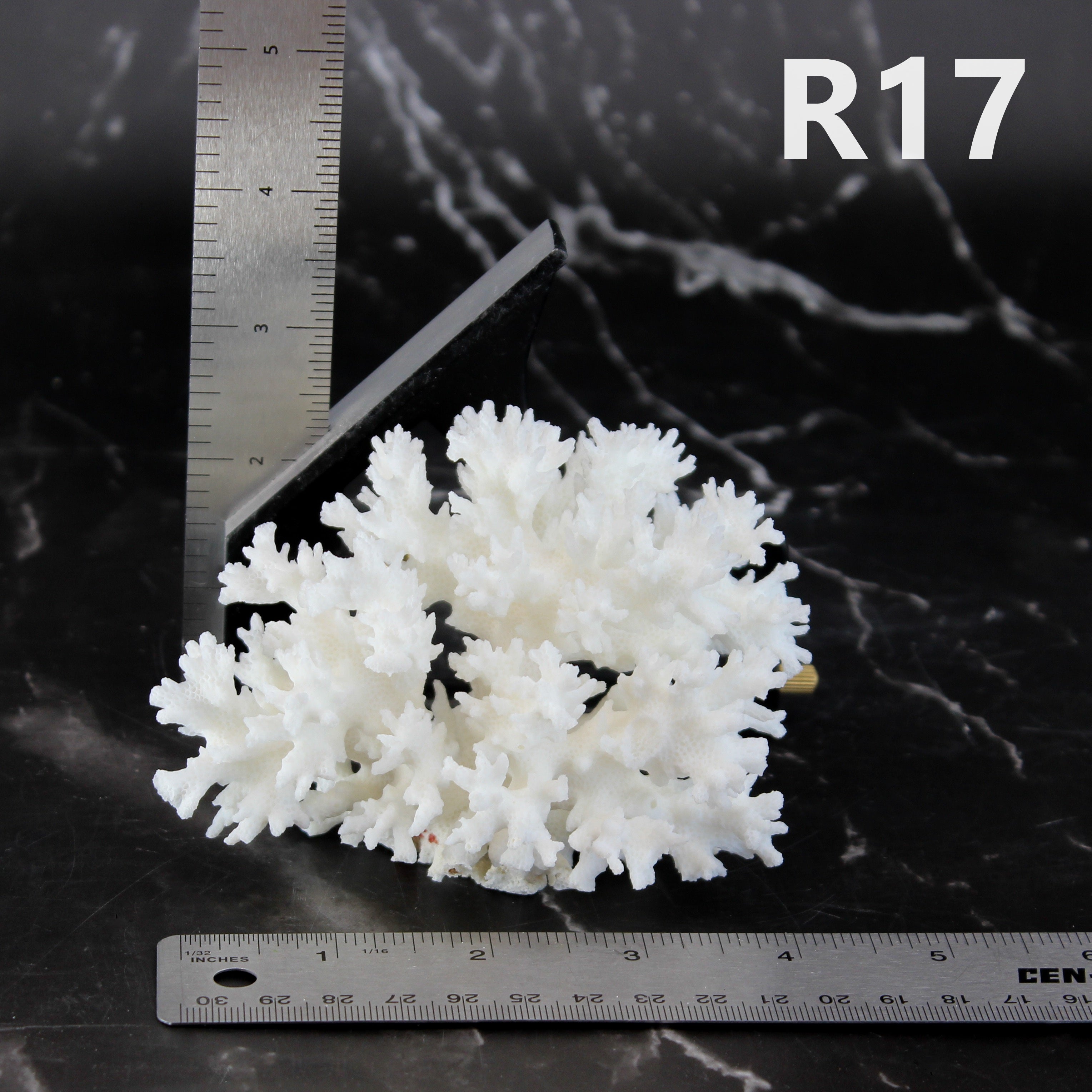 Lace Coral 3-5"
