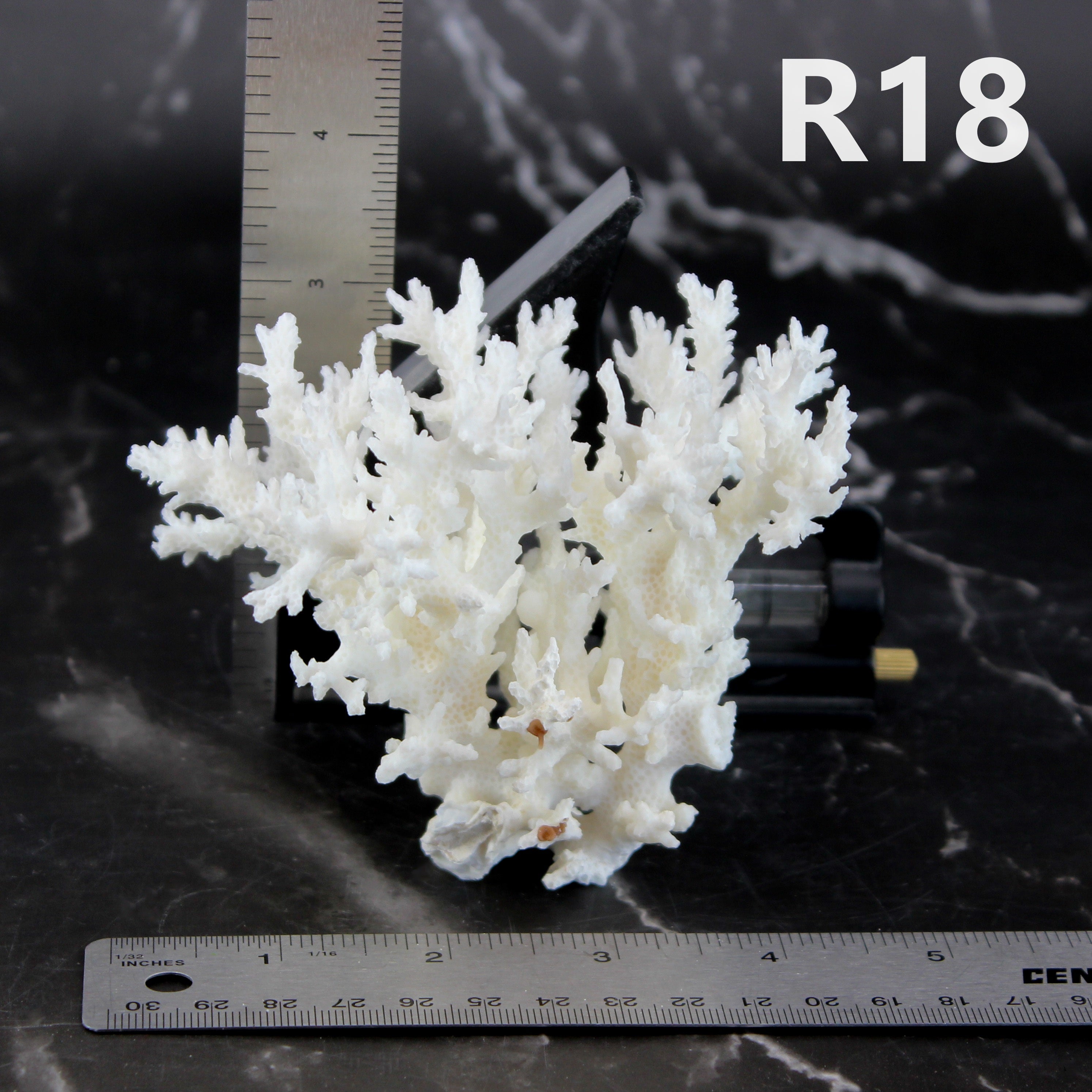 Lace Coral 3-5"