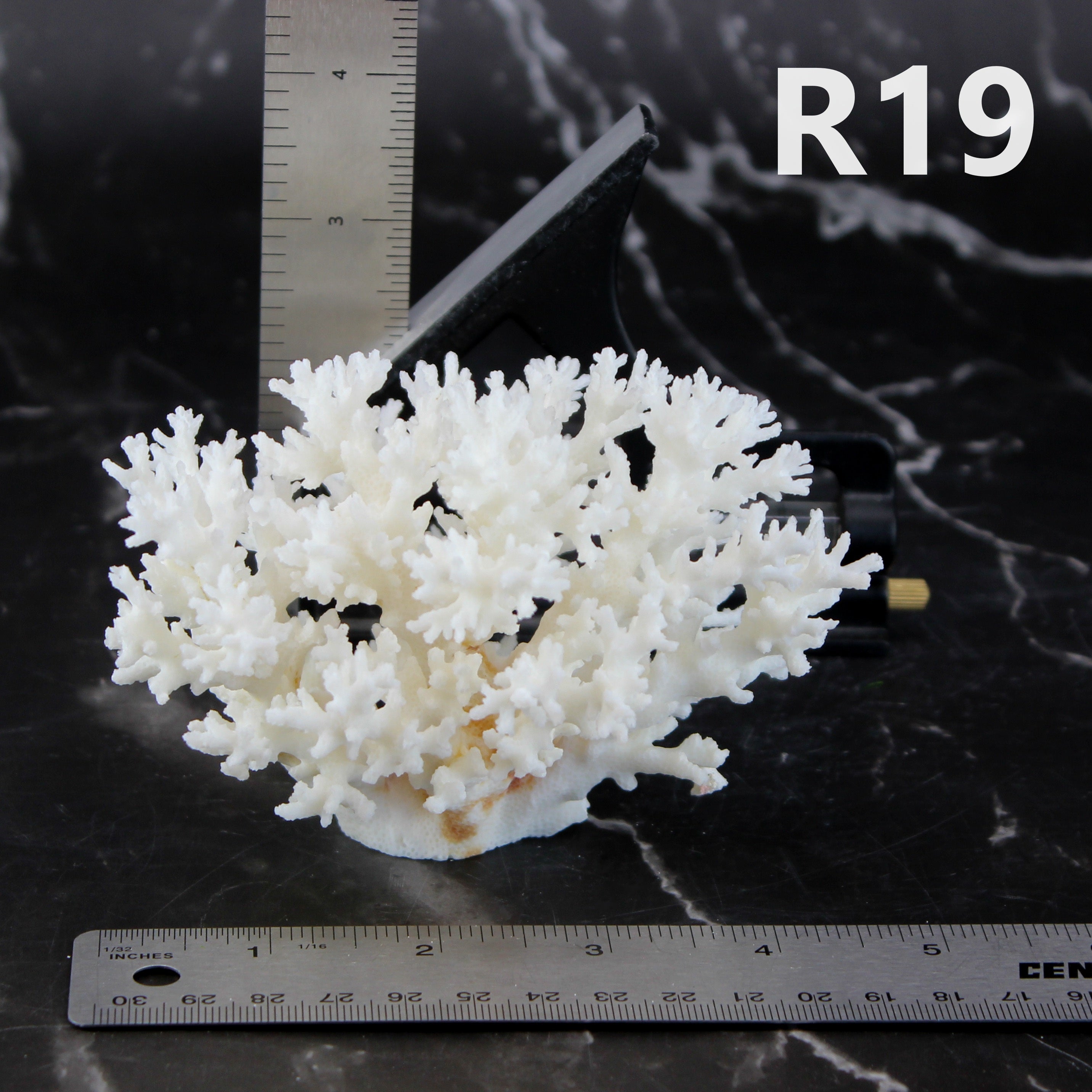 Lace Coral 3-5"