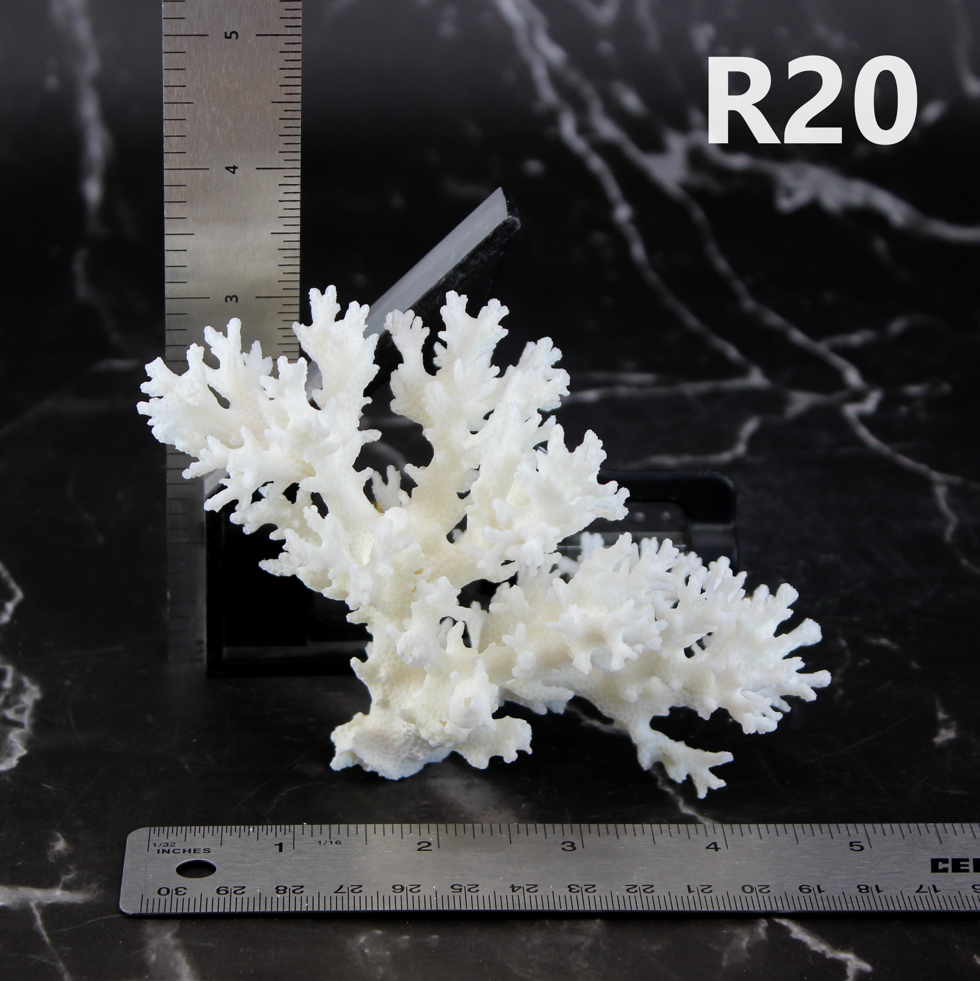 Lace Coral 3-5"