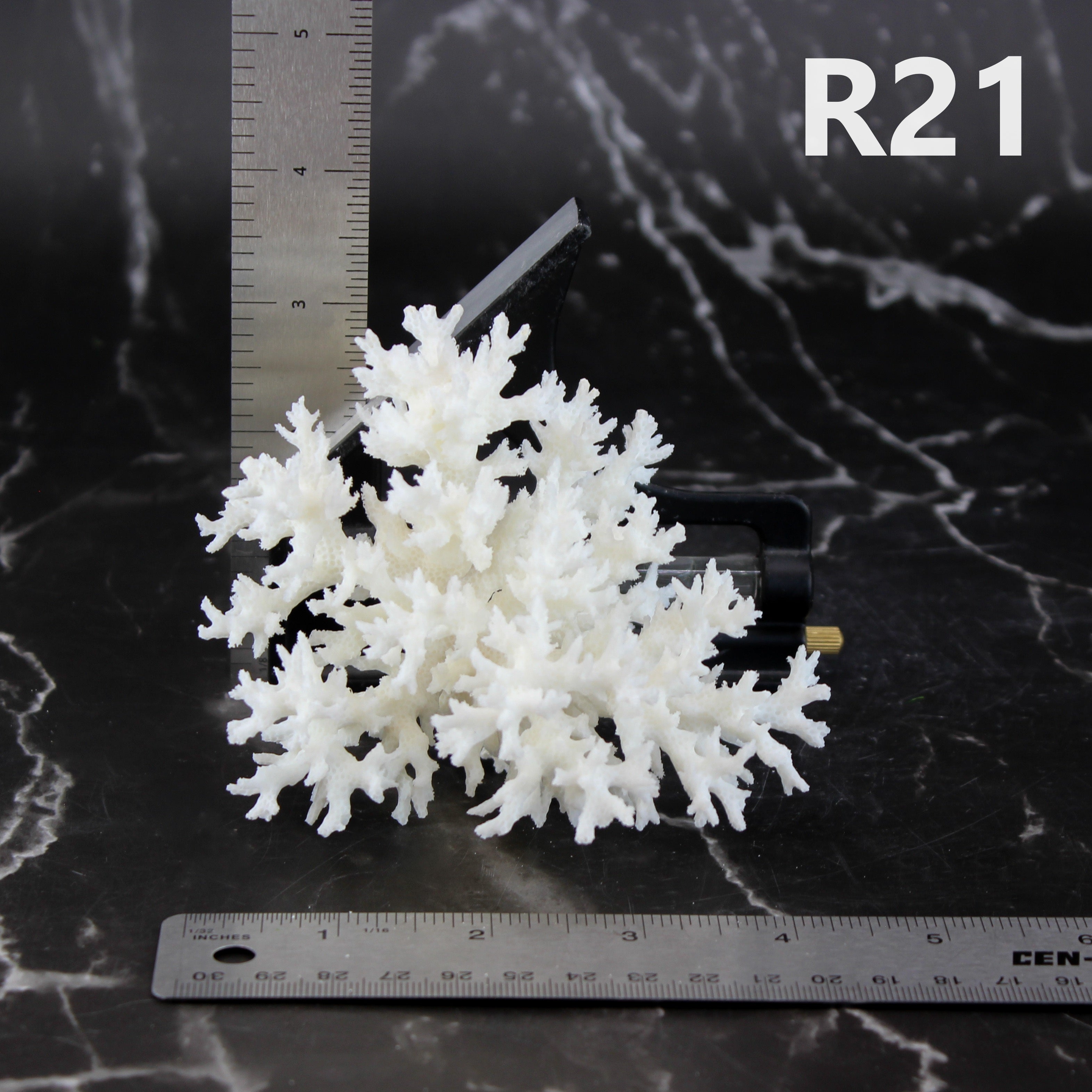 Lace Coral 3-5"
