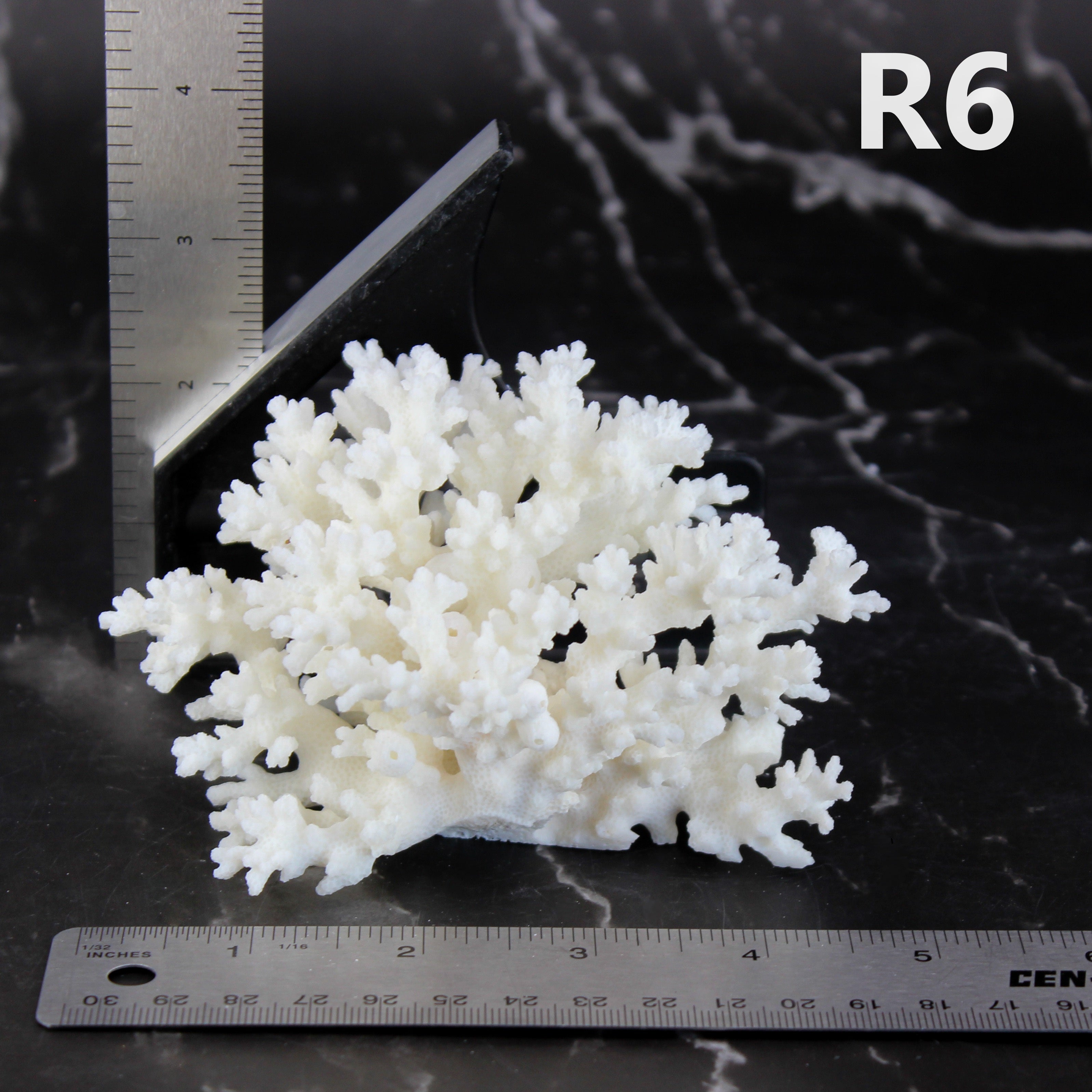 Lace Coral 3-5"