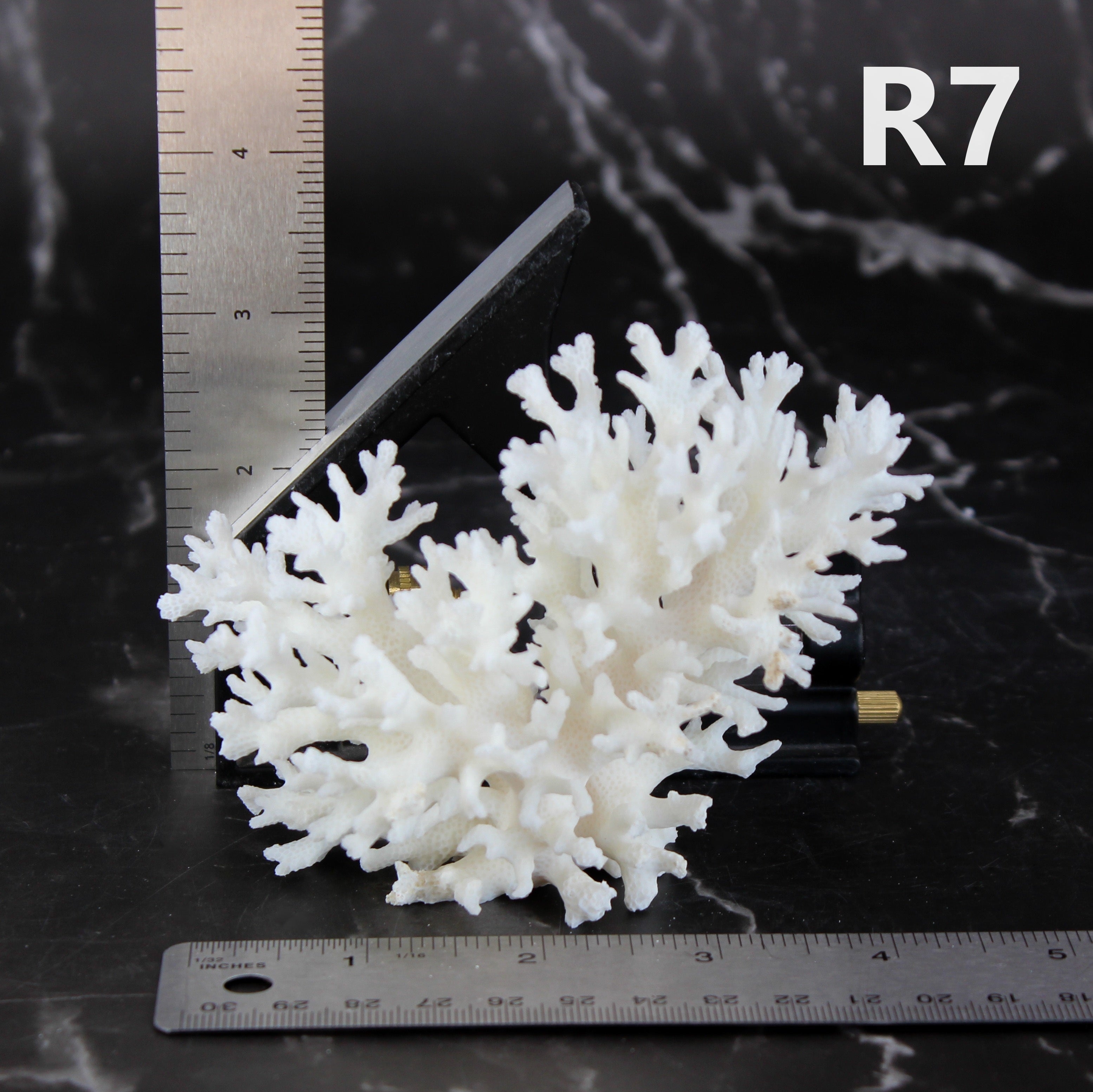 Lace Coral 3-5"