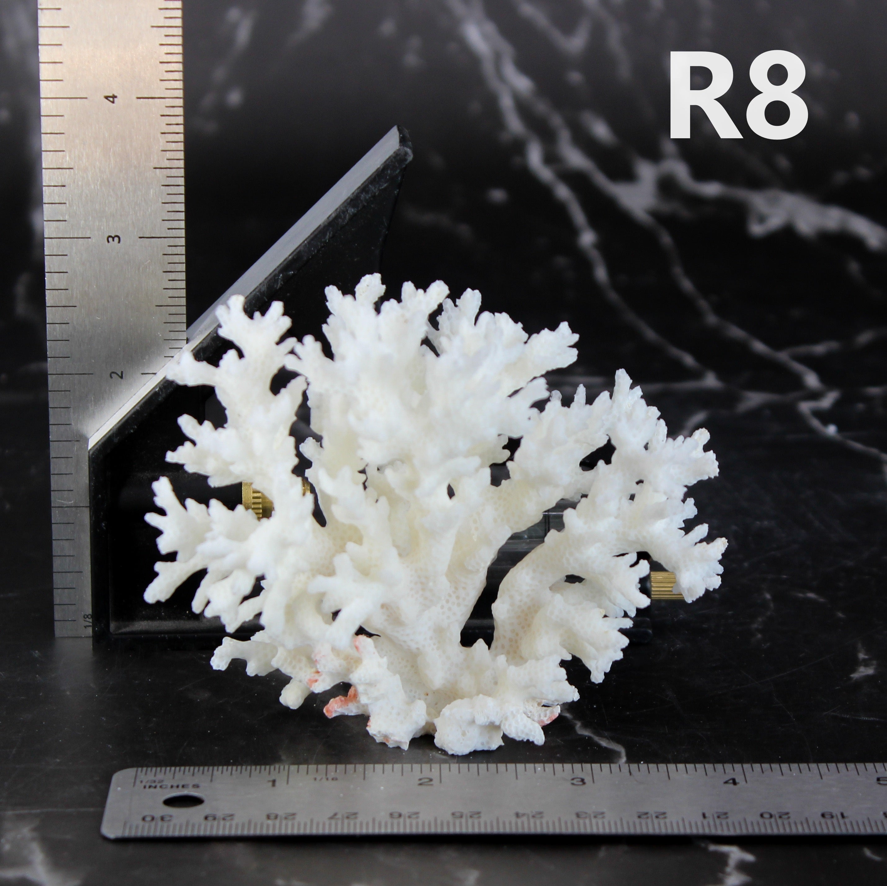 Lace Coral 3-5"