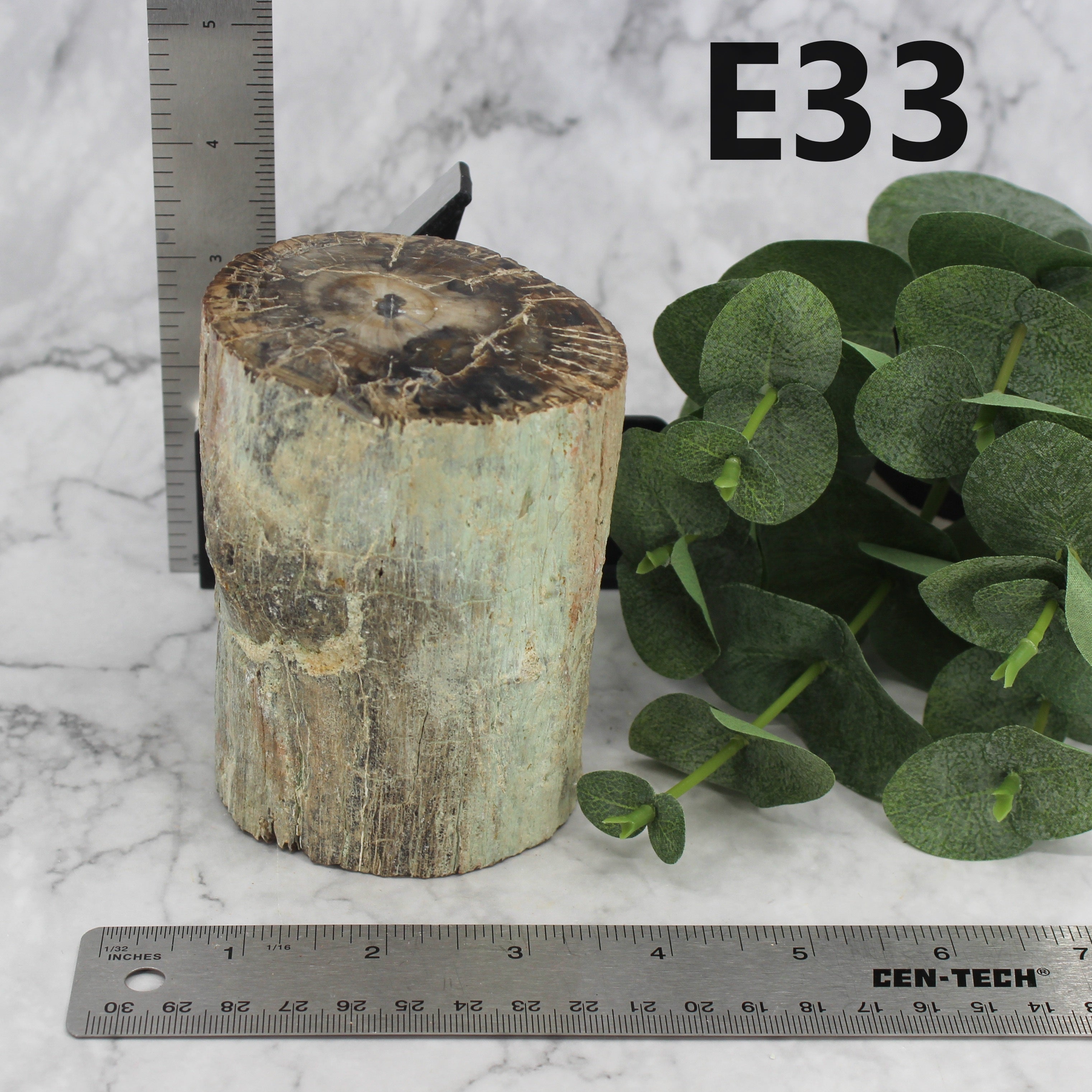 Petrified Wood Branch 3-6"