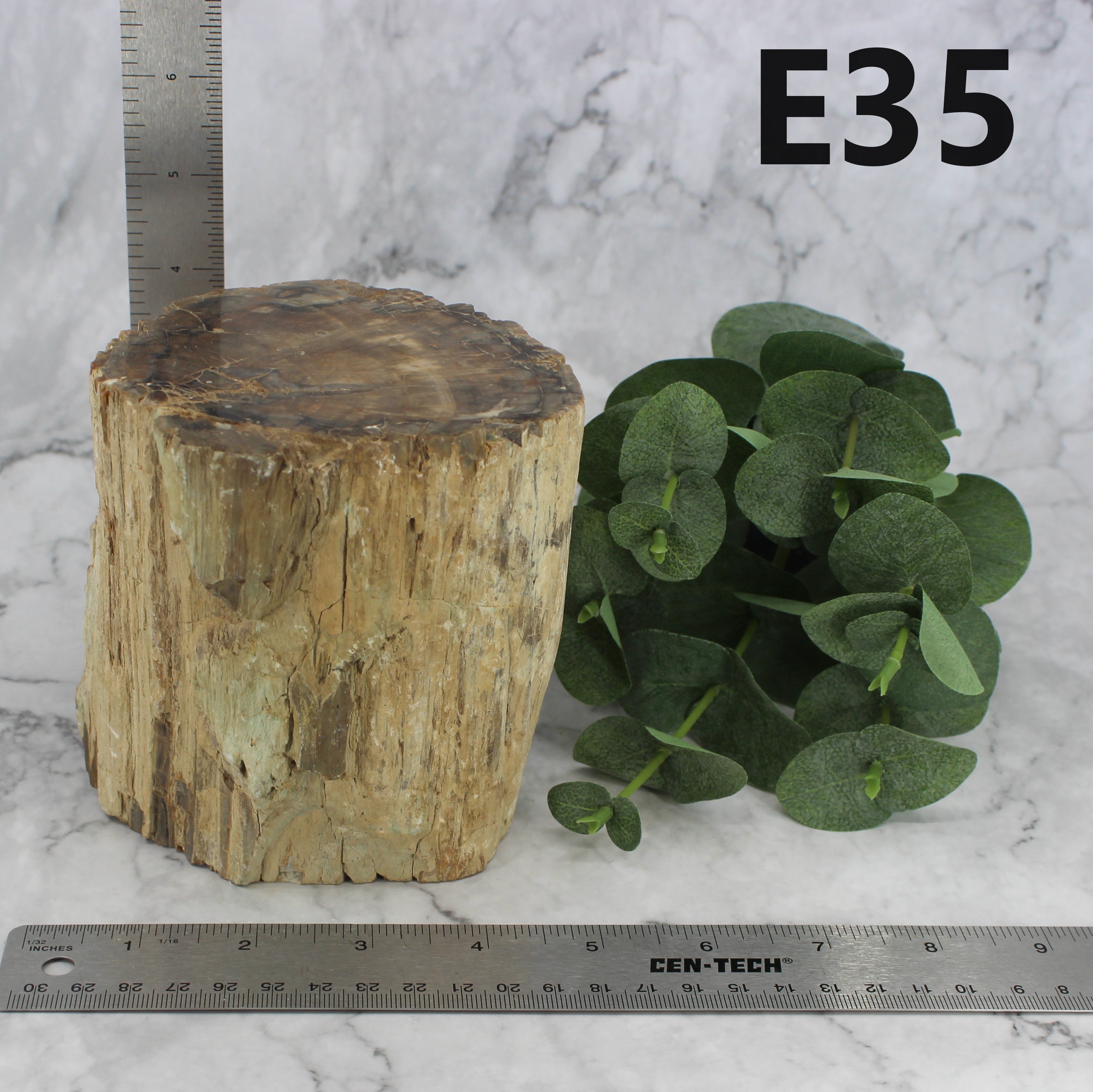 Petrified Wood Branch 3-6"