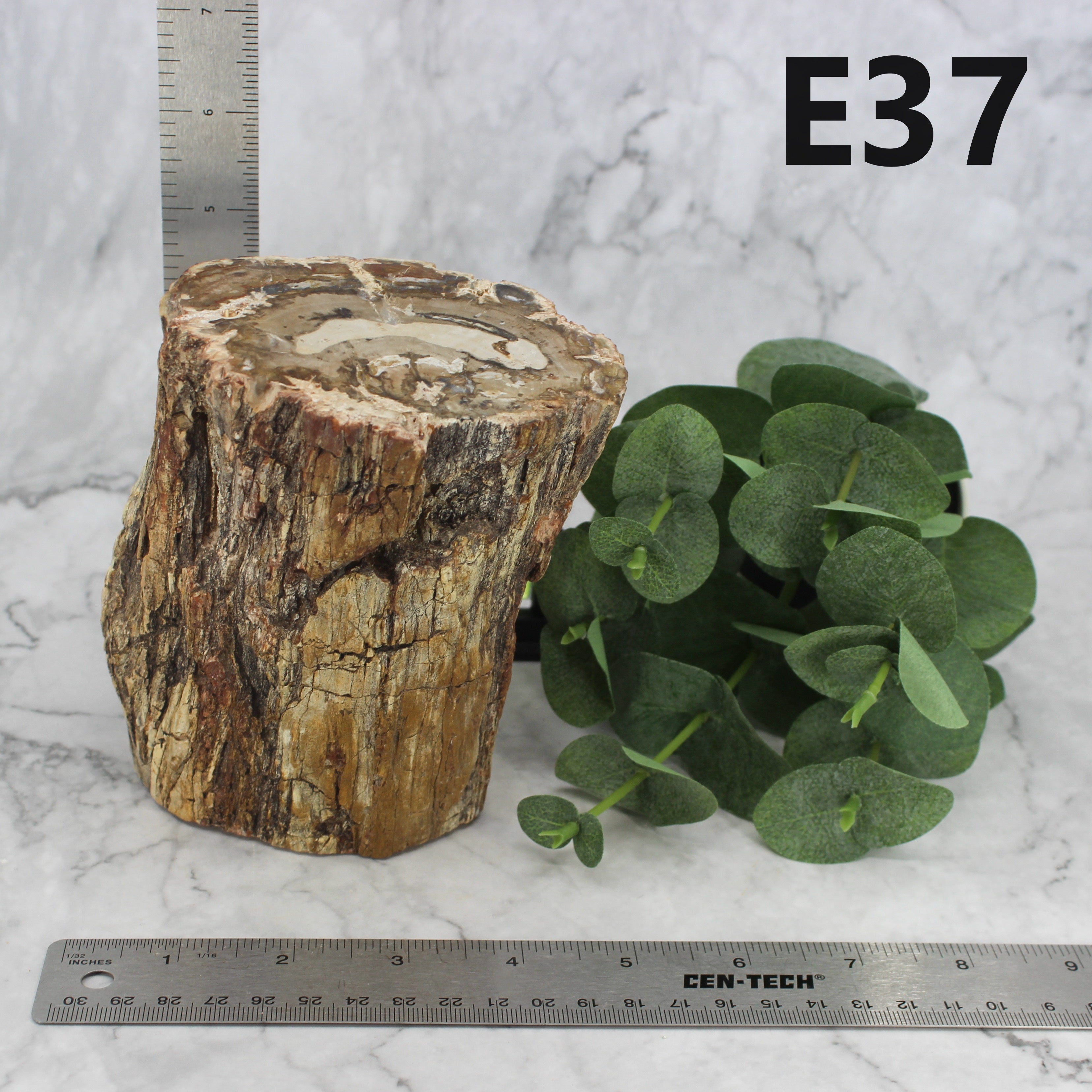 Petrified Wood Branch 3-6"
