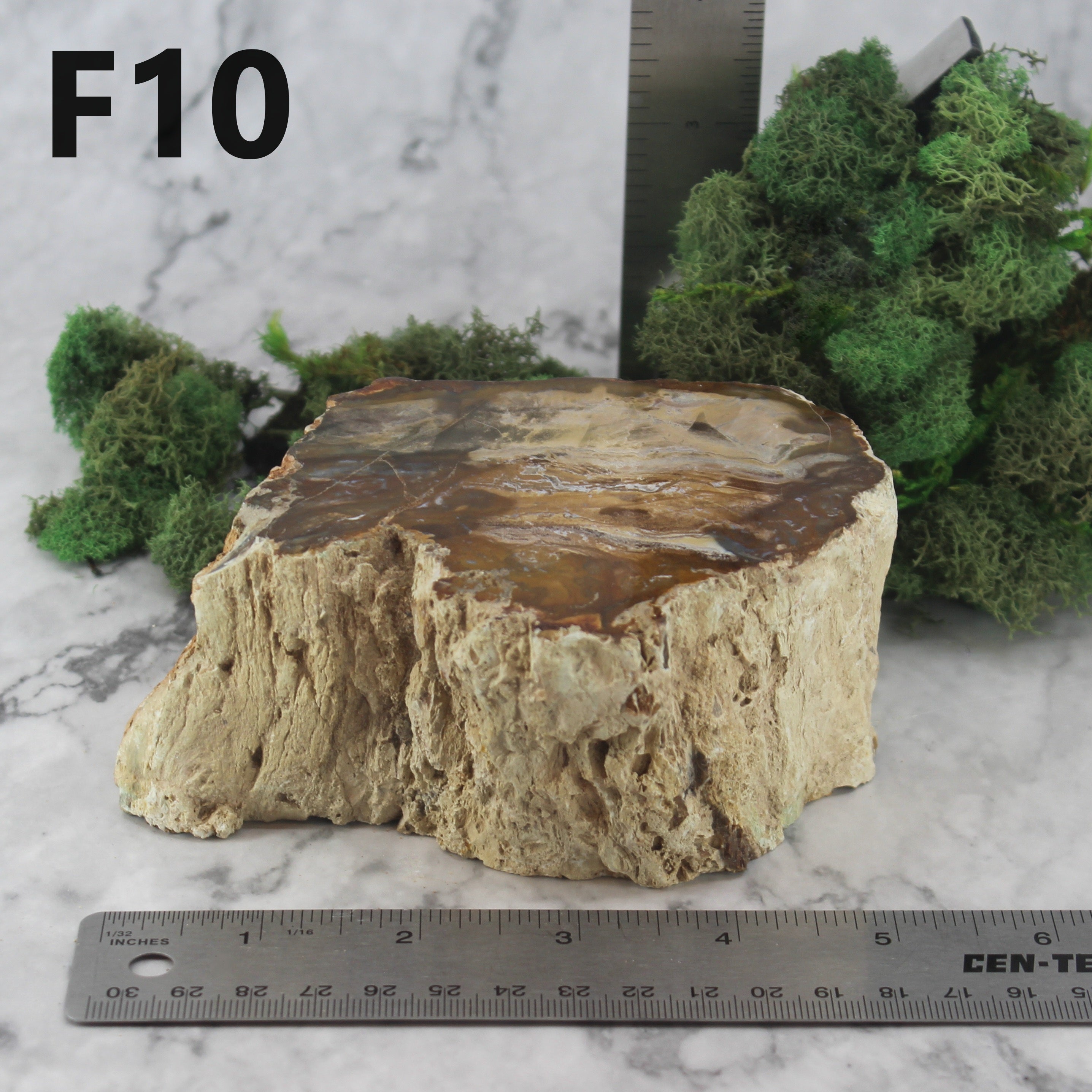 Petrified Wood Branch 3-6"